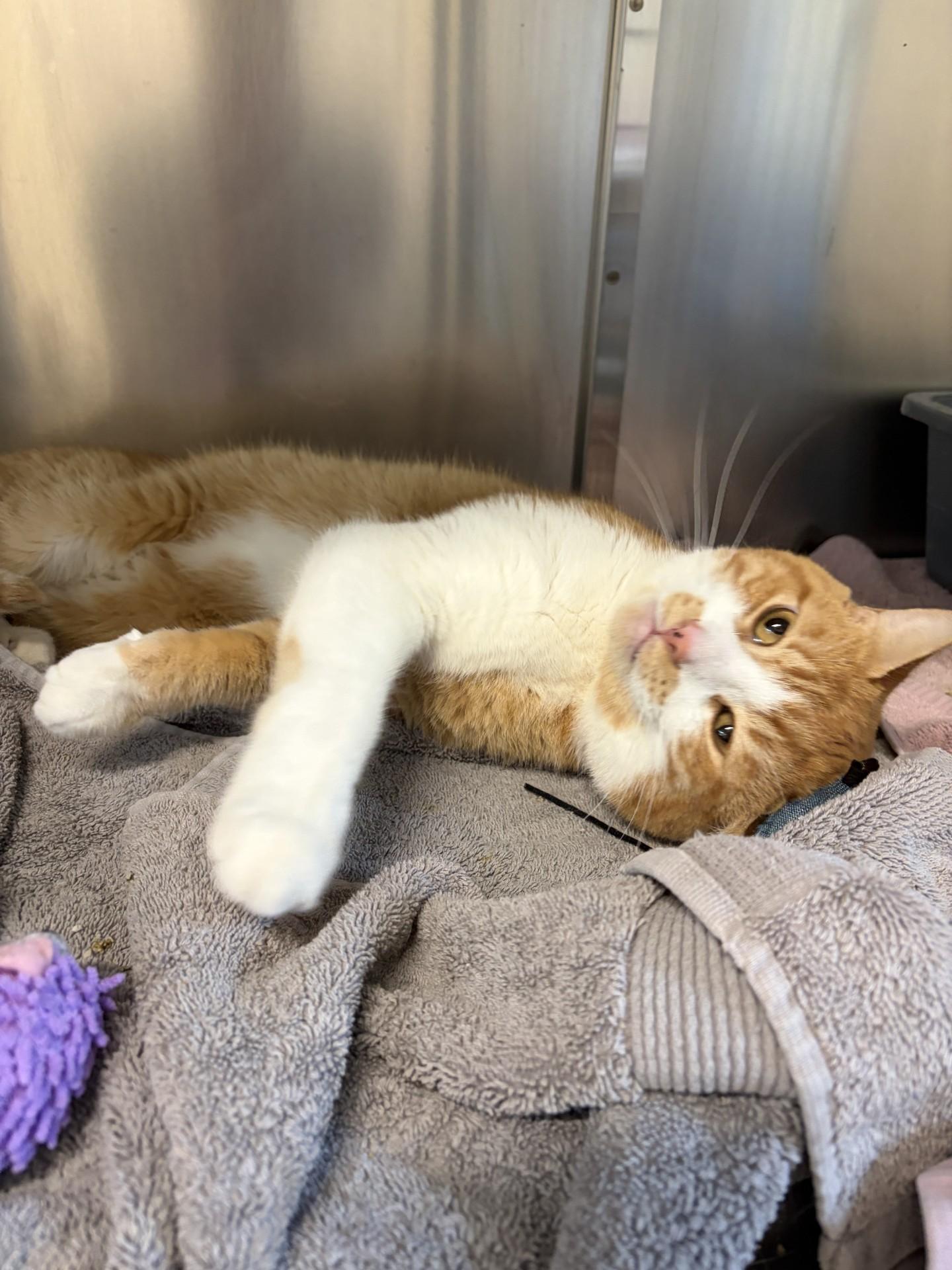 Enlarge Rusty, a Adoptable Domestic Short Hair in Mississauga, ON image 3/3