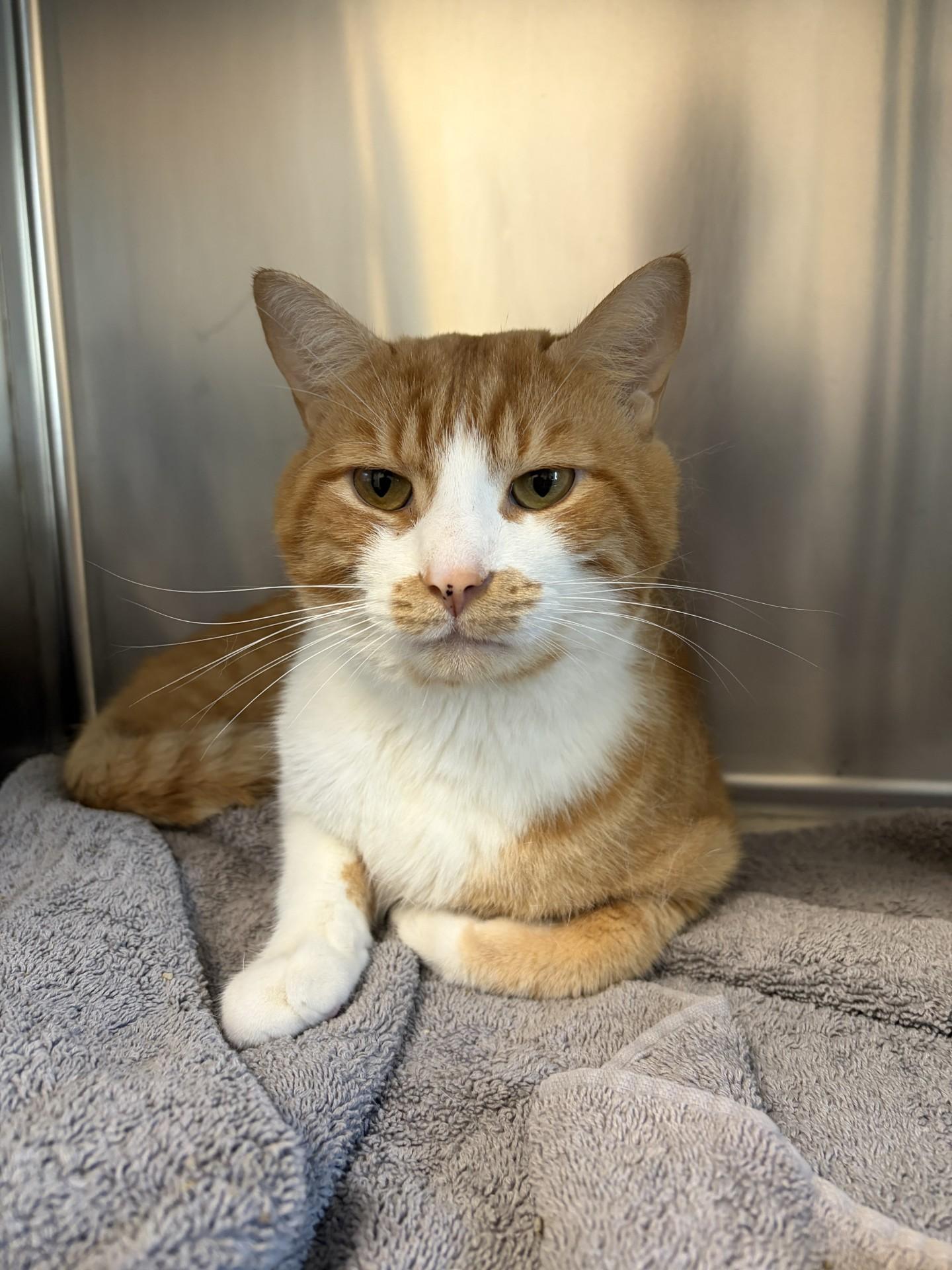 Enlarge Rusty, a Adoptable Domestic Short Hair in Mississauga, ON image 1/3