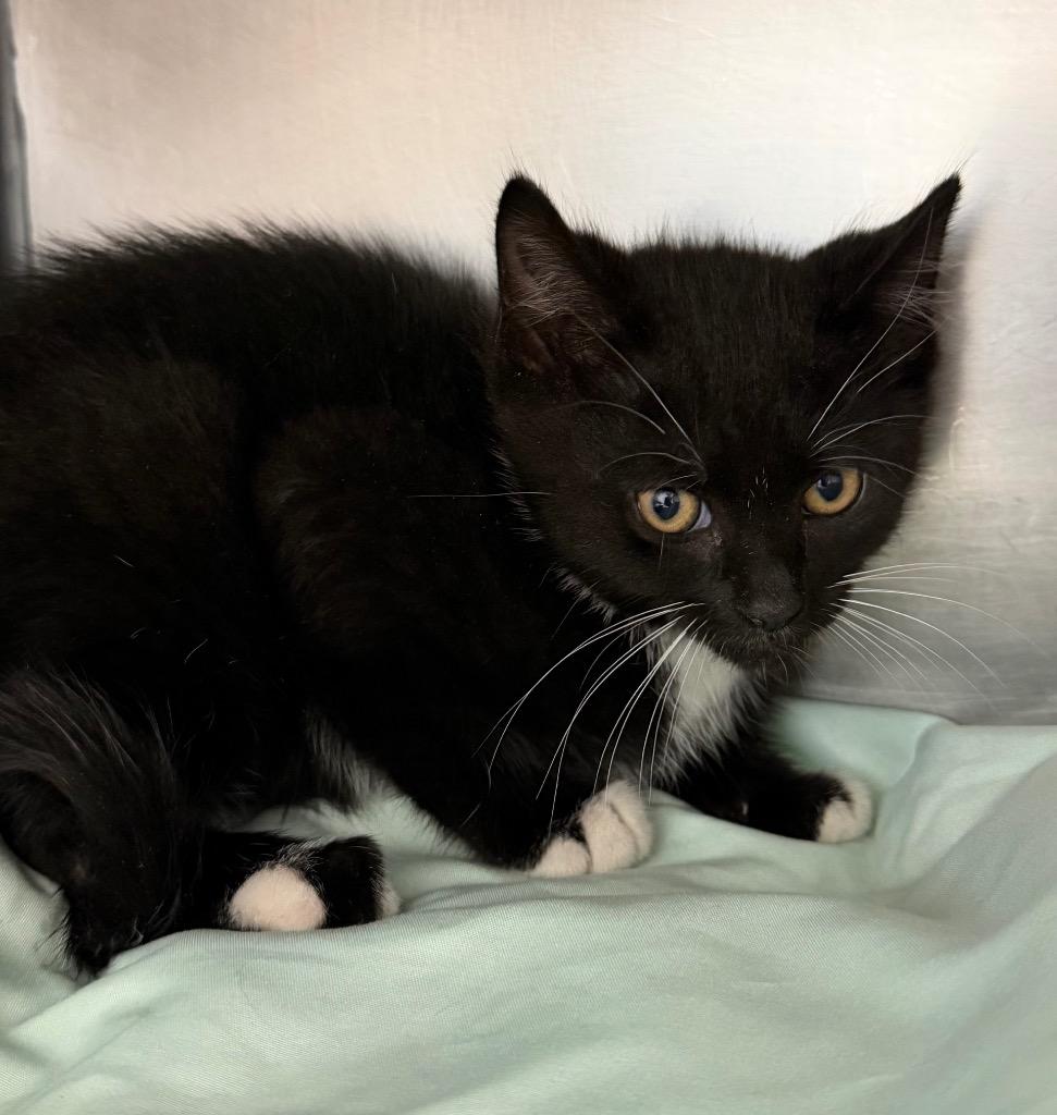 Serino, Adoptable, Kitten Male Domestic Short Hair.