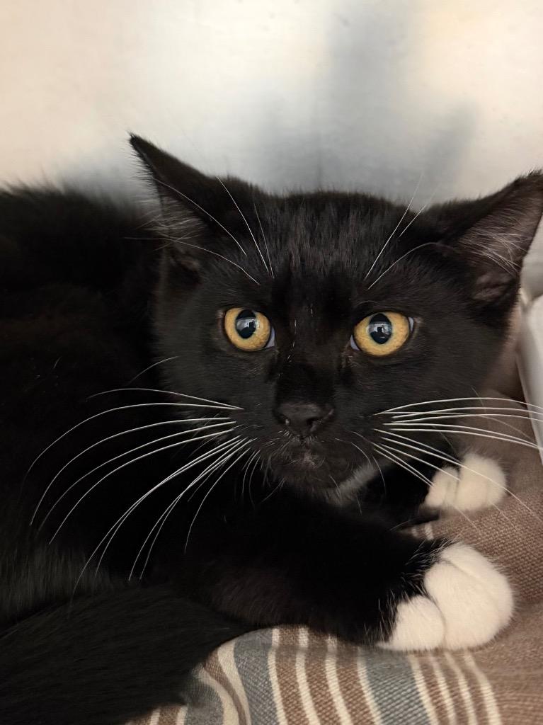 Enlarge Serino, a Adoptable mixed breed in Pomona, NY image 3/3