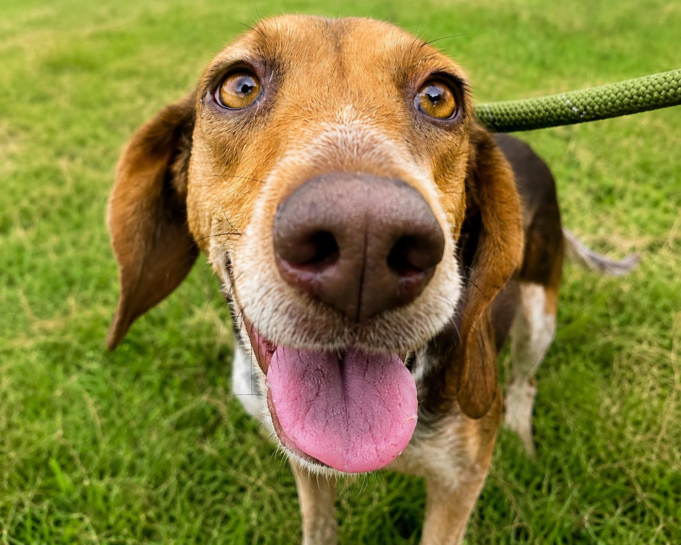 Maple III, Adoptable, Adult Female Beagle.