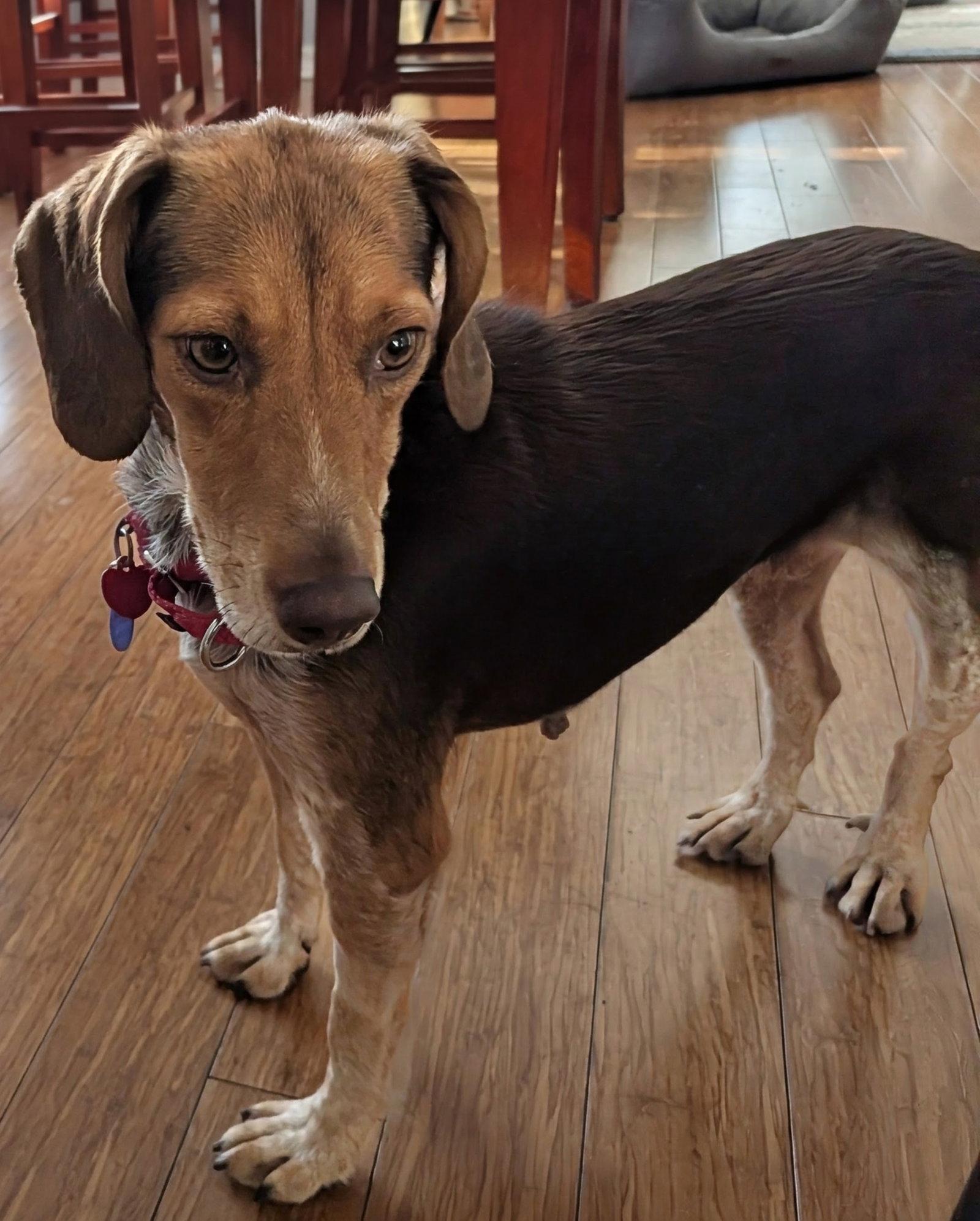 Enlarge Maple III, a Adoptable Beagle in Dunnellon, FL image 2/3