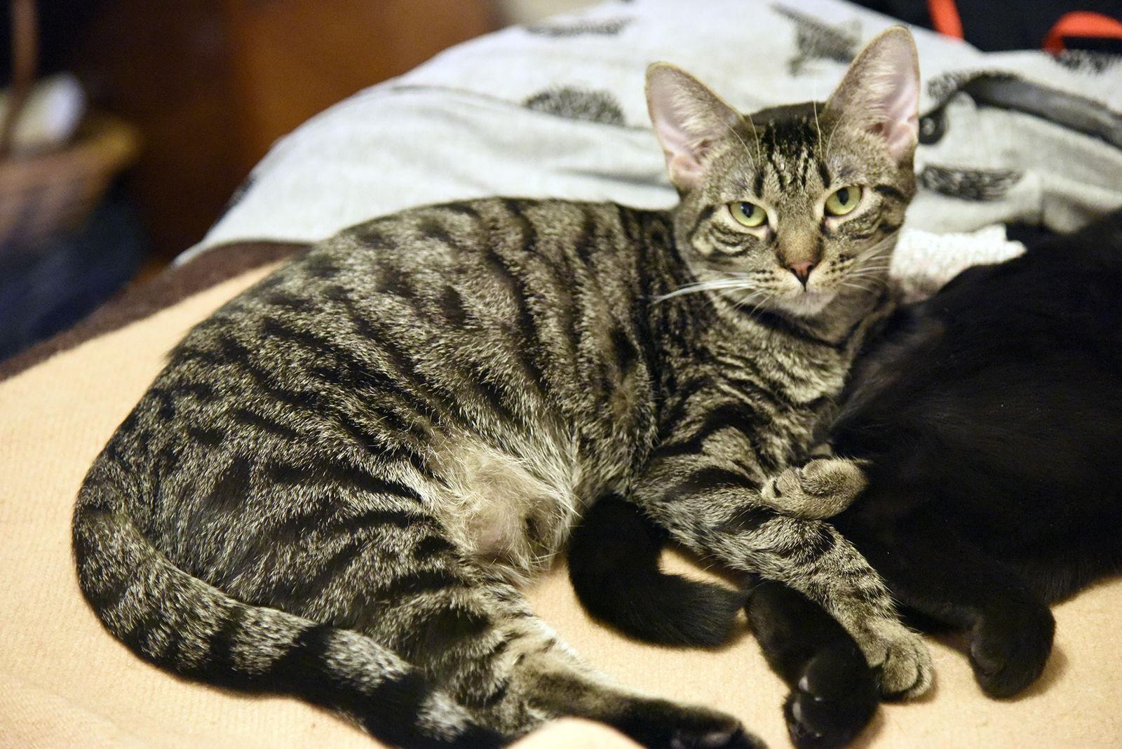 Joann, Adoptable, Young Female Domestic Short Hair.