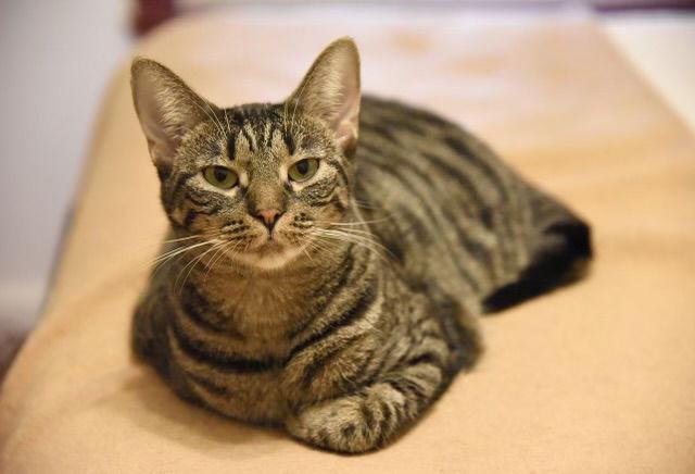 Enlarge Joann, a Adoptable Domestic Short Hair in Walled Lake, MI image 2/3