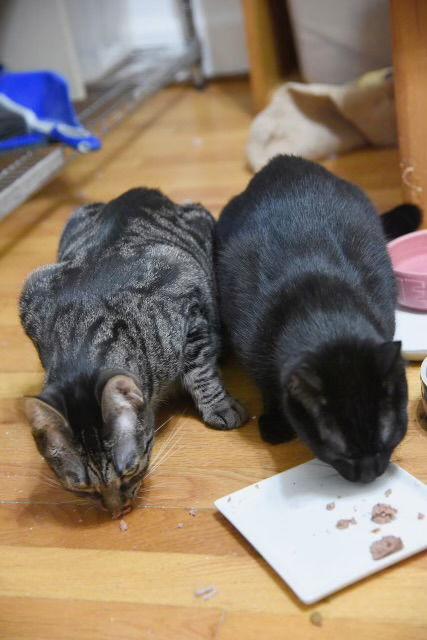 Enlarge Joann, a Adoptable Domestic Short Hair in Walled Lake, MI image 3/3