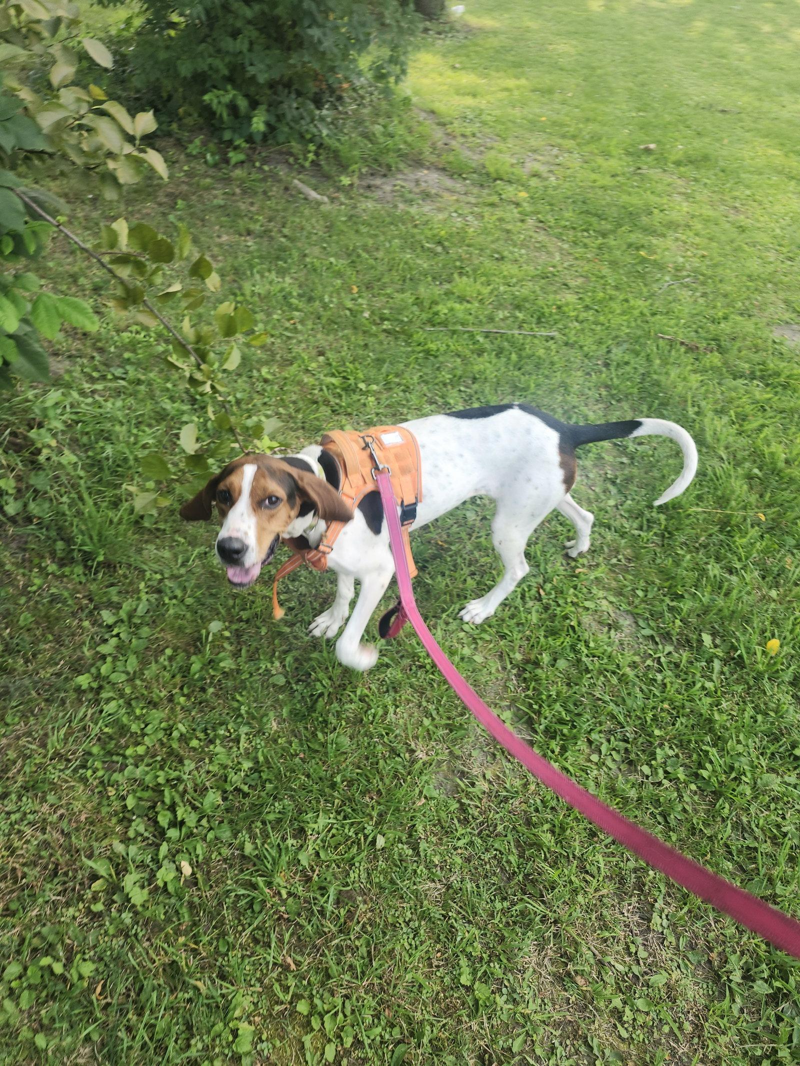 Dottie, Adoptable, Adult Female Treeing Walker Coonhound.
