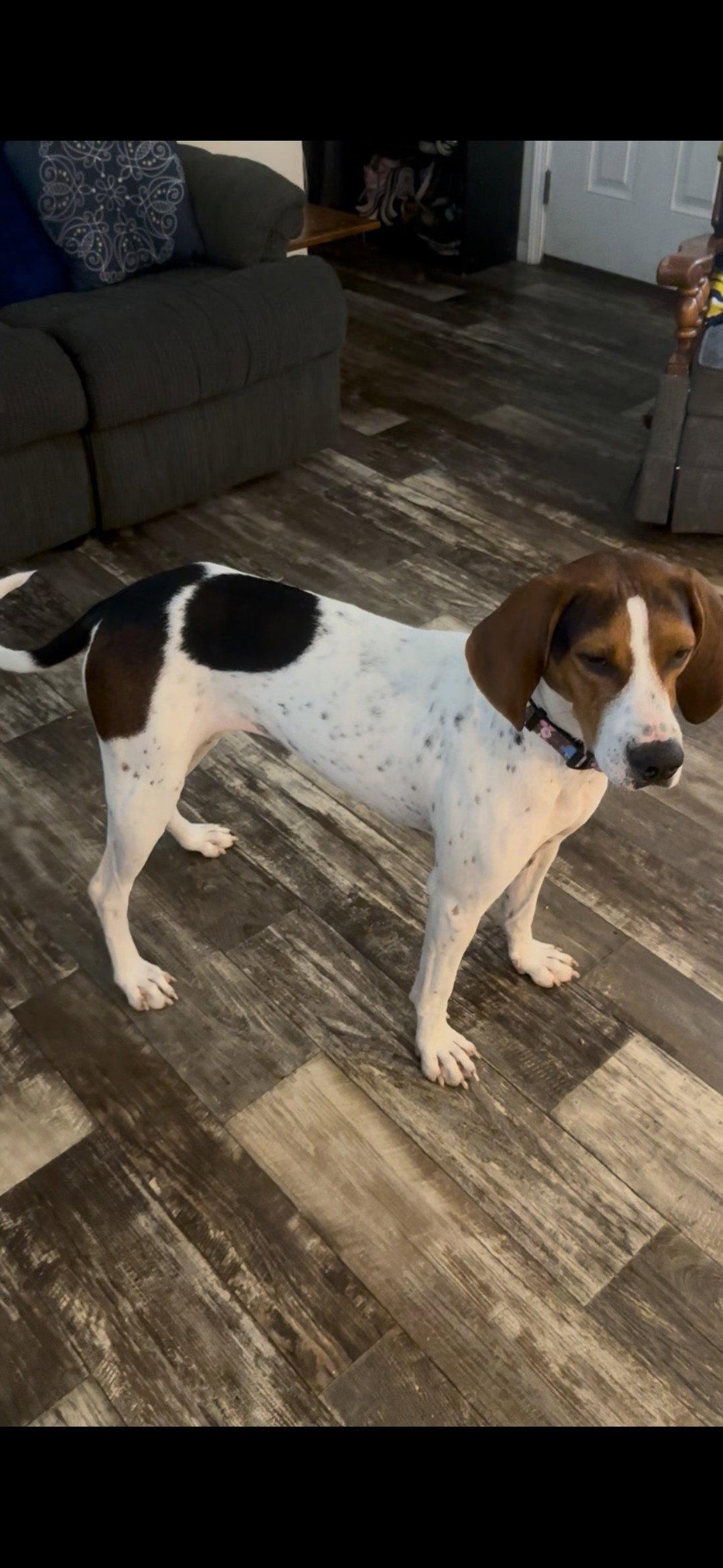 Dottie, a Adoptable Treeing Walker Coonhound in Crystal, MN image 2/3