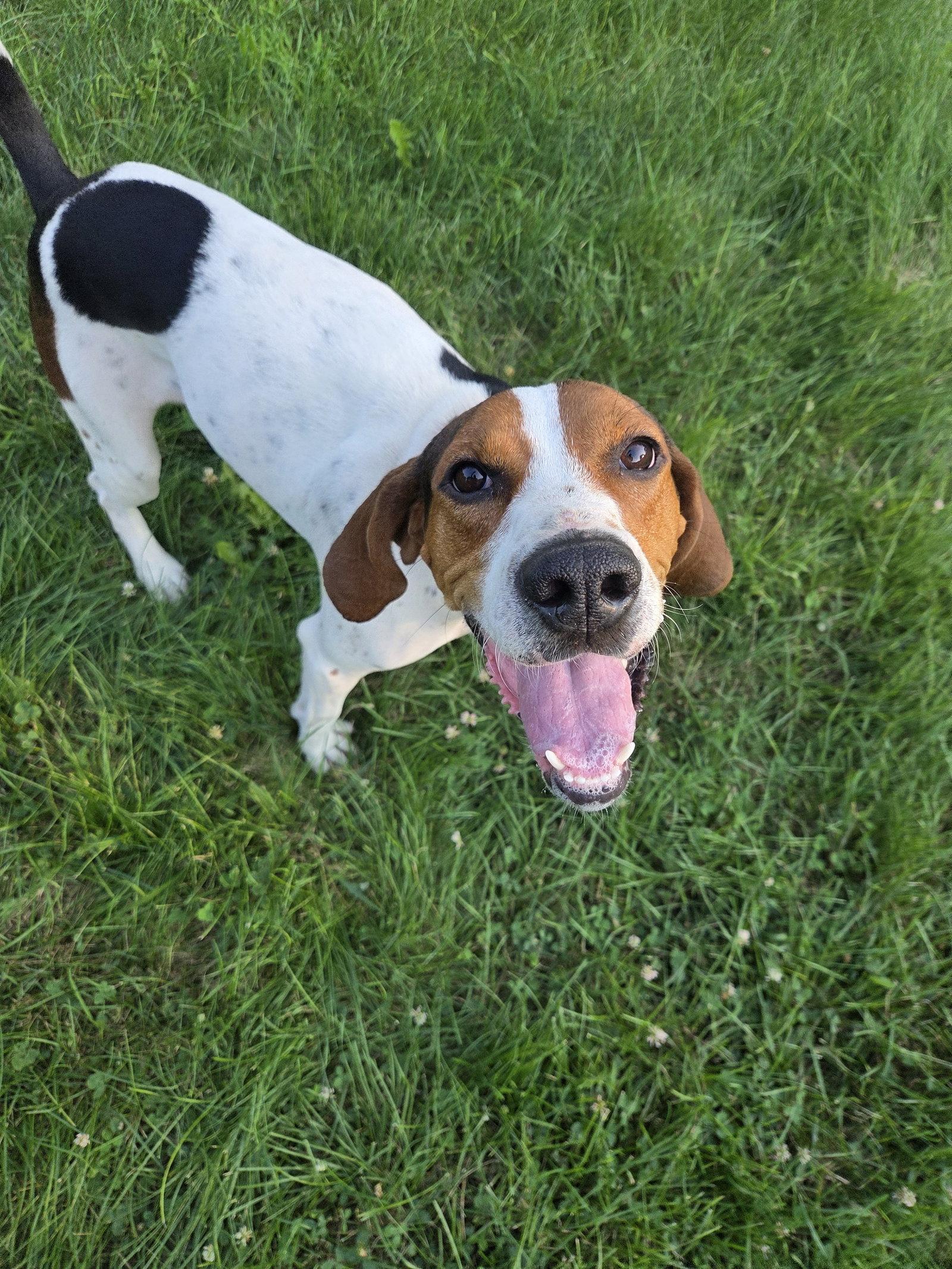 Dottie, a Adoptable Treeing Walker Coonhound in Crystal, MN image 3/3