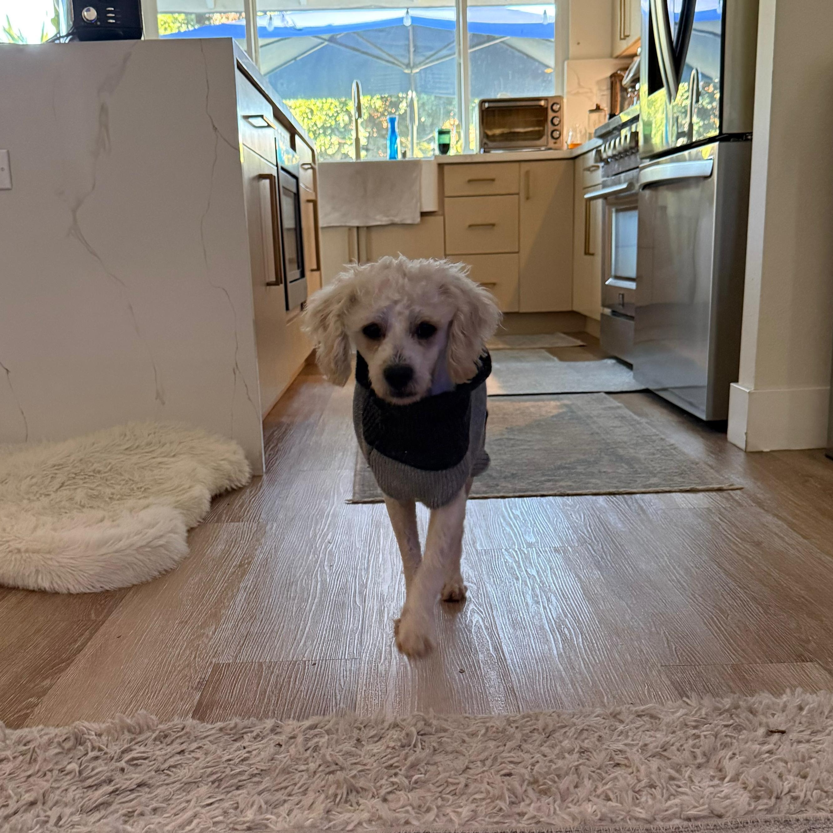 Enlarge Marty, a ADOPTABLE Miniature Poodle in Whittier, CA image 5/6