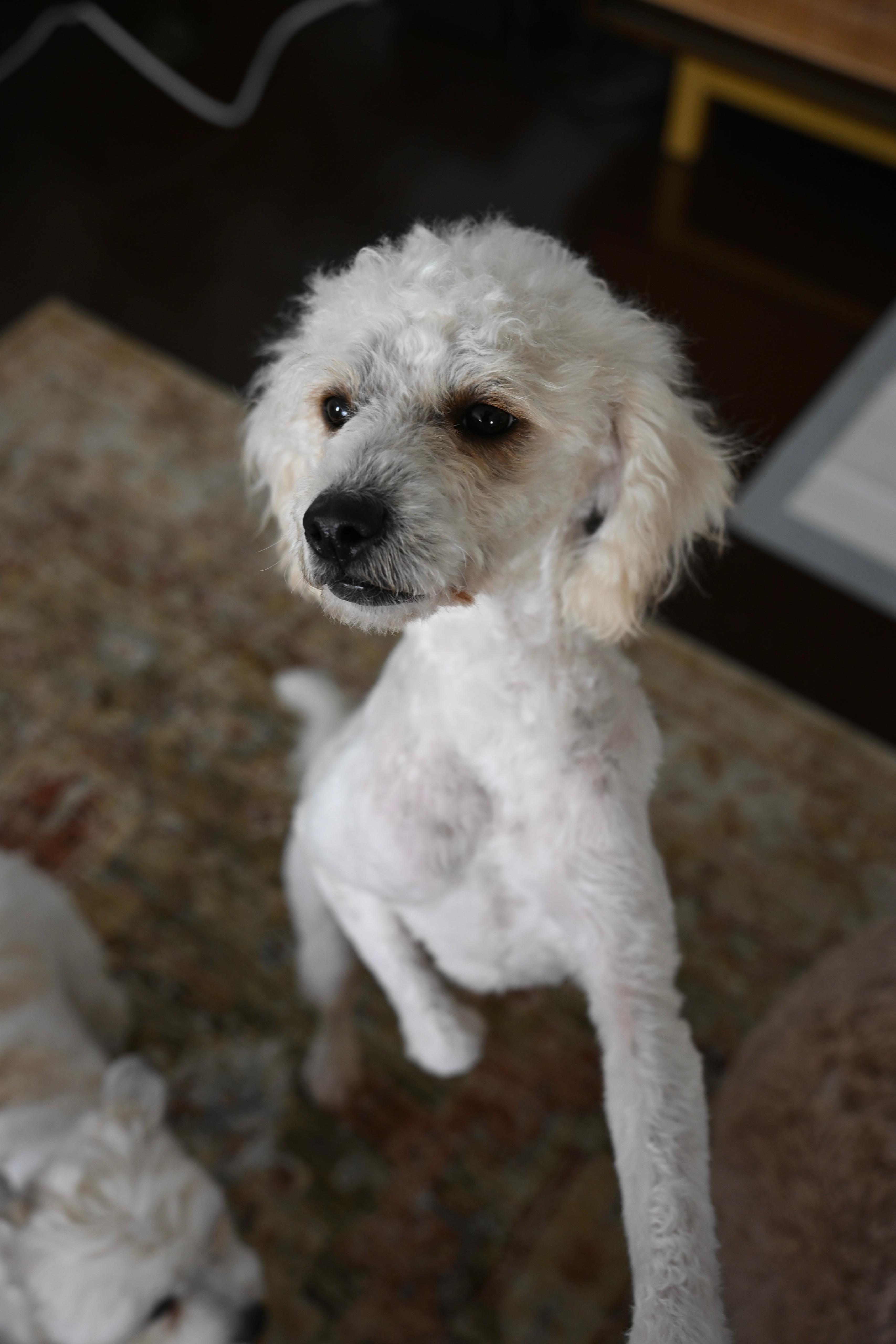 Enlarge Marty, a ADOPTABLE Miniature Poodle in Whittier, CA image 2/6