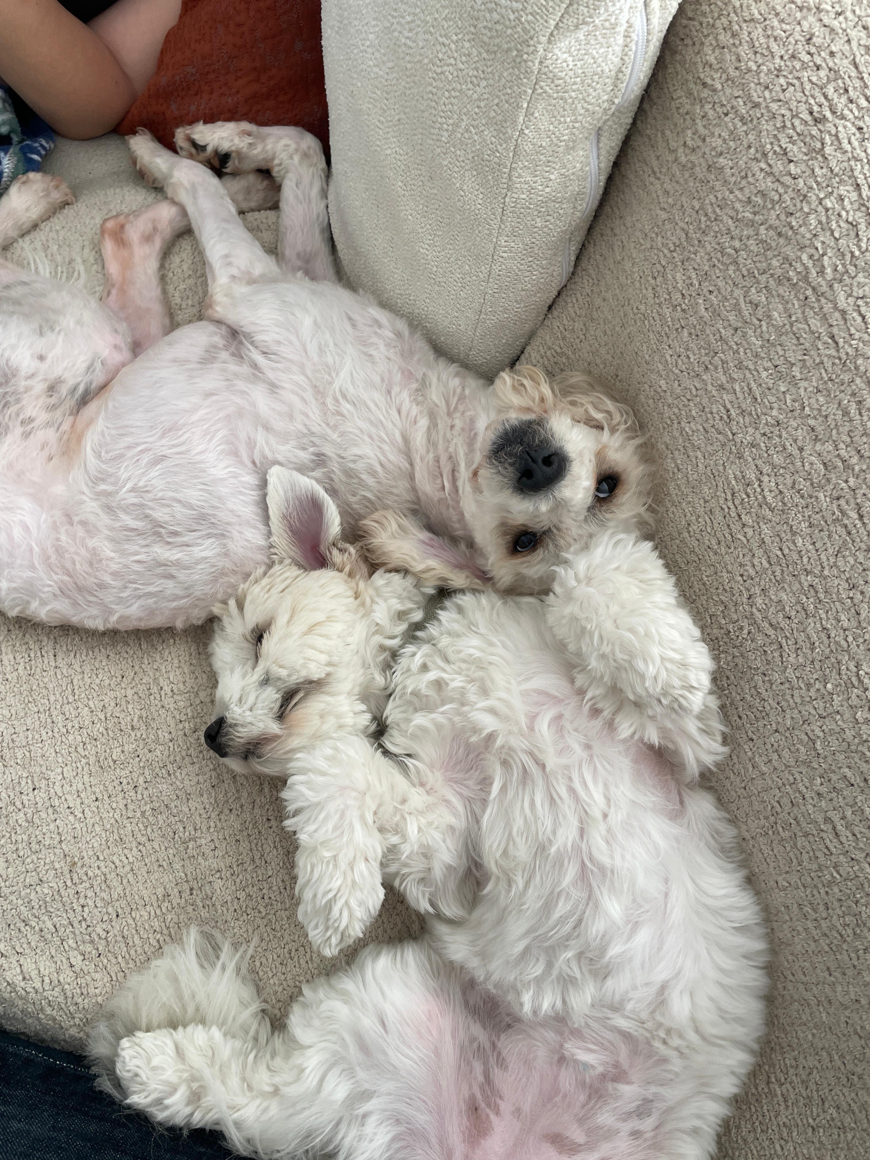 Enlarge Marty, a ADOPTABLE Miniature Poodle in Whittier, CA image 3/6