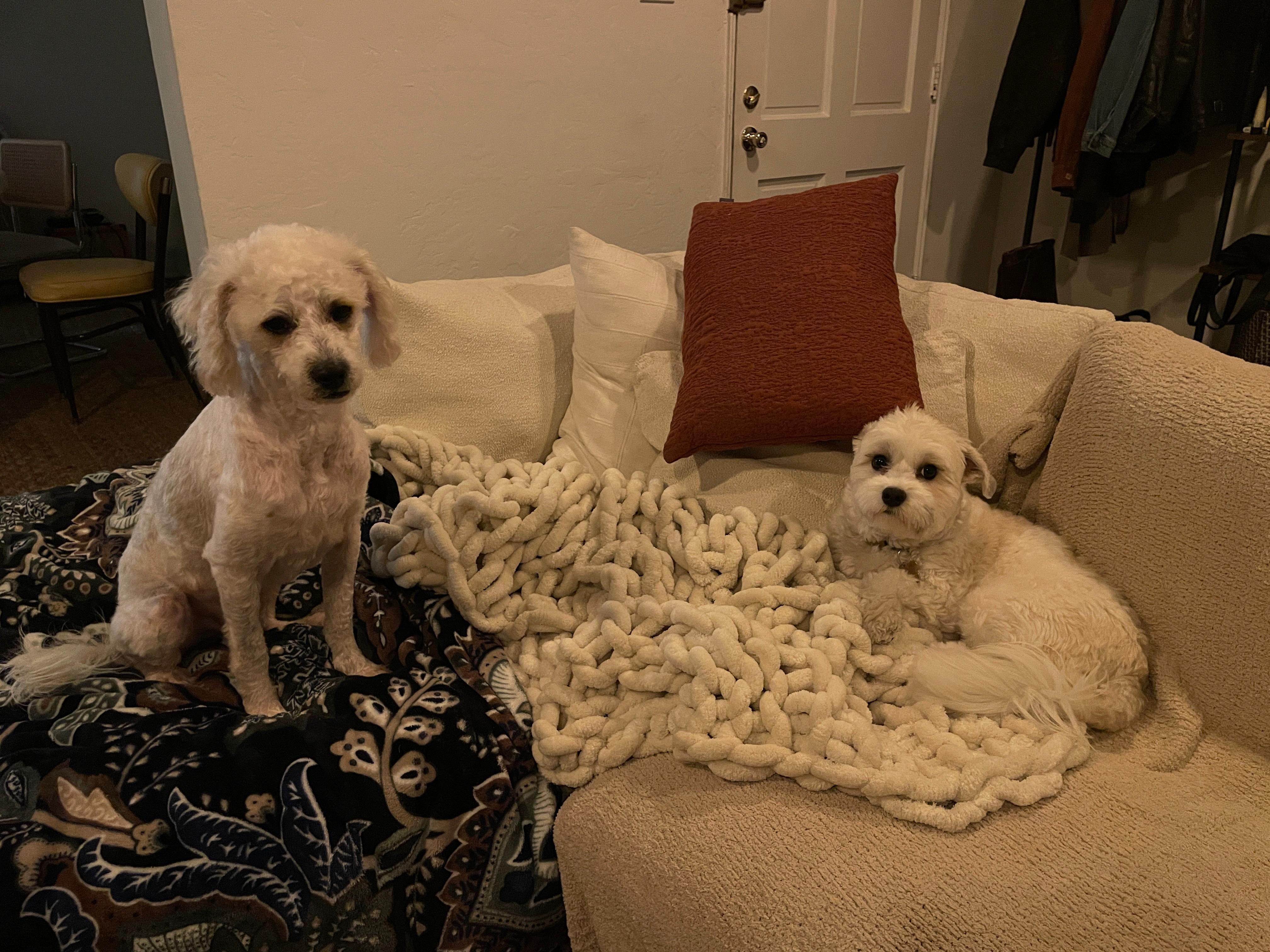 Enlarge Marty, a ADOPTABLE Miniature Poodle in Whittier, CA image 4/6