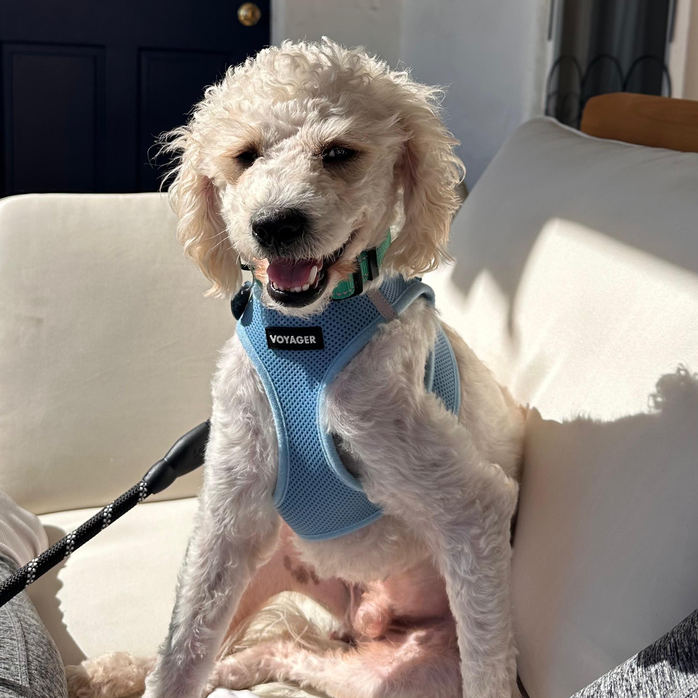 Enlarge Marty, a ADOPTABLE Miniature Poodle in Whittier, CA image 1/6