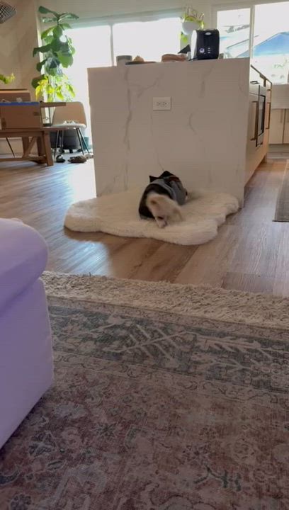 Enlarge Marty, a ADOPTABLE Miniature Poodle in Whittier, CA video 6/6