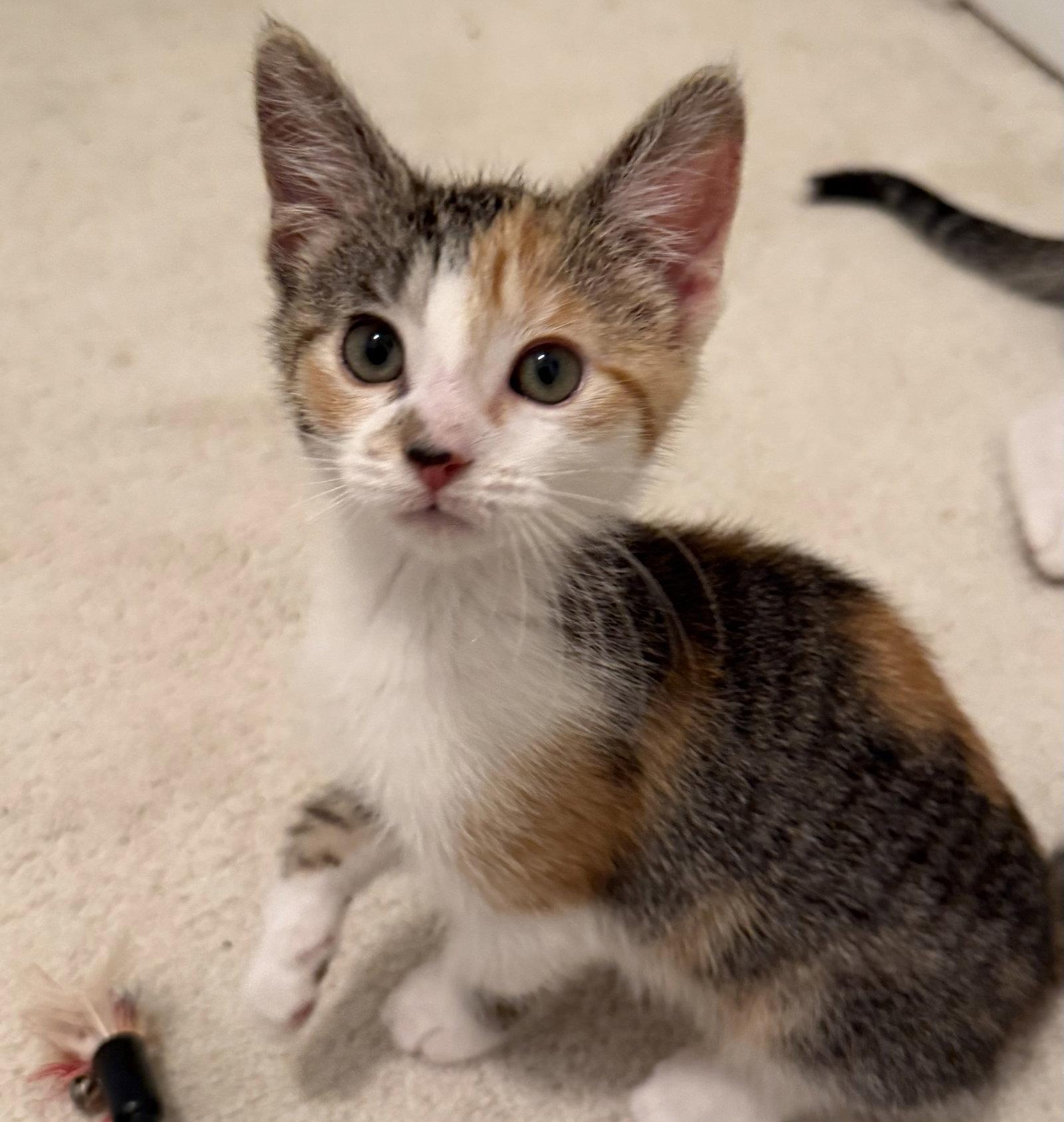 Edy's Ice Cream, a Adopted Domestic Short Hair in Broomall, PA image 1/3