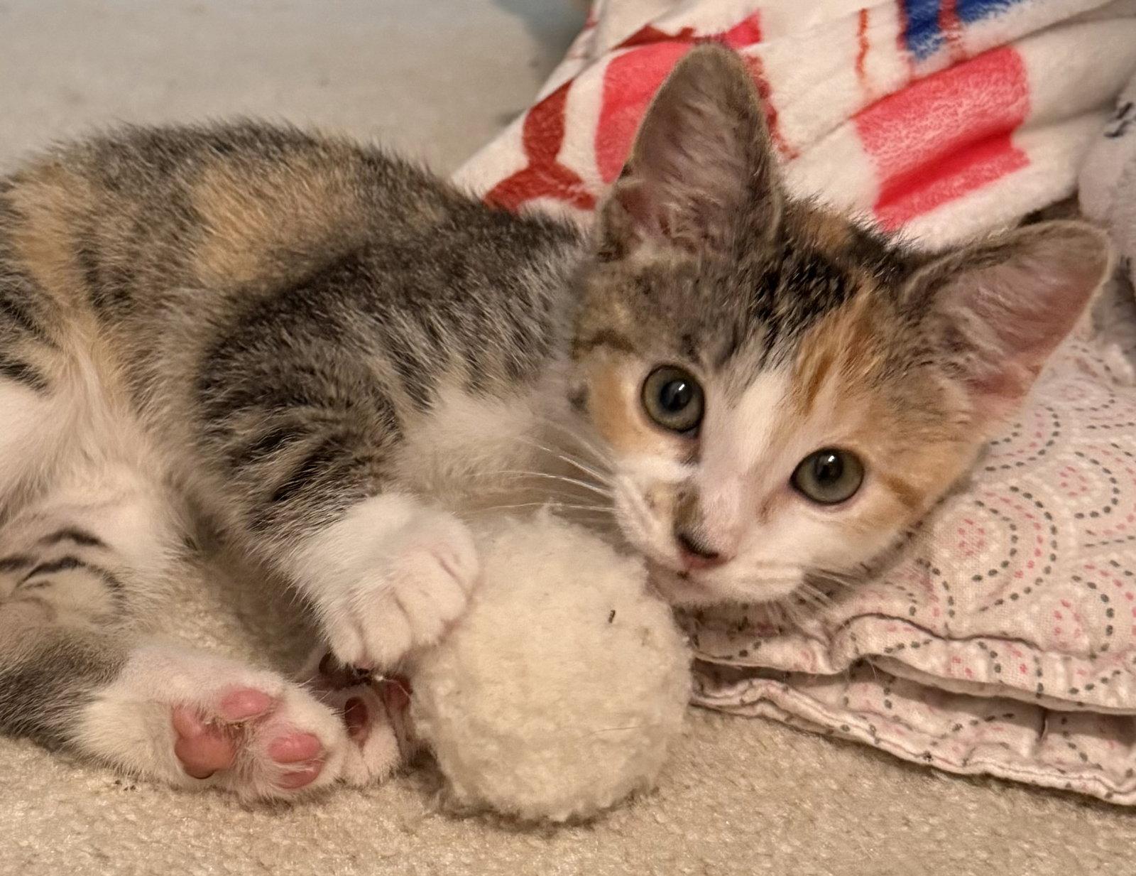 Edy's Ice Cream, a Adopted Domestic Short Hair in Broomall, PA image 3/3