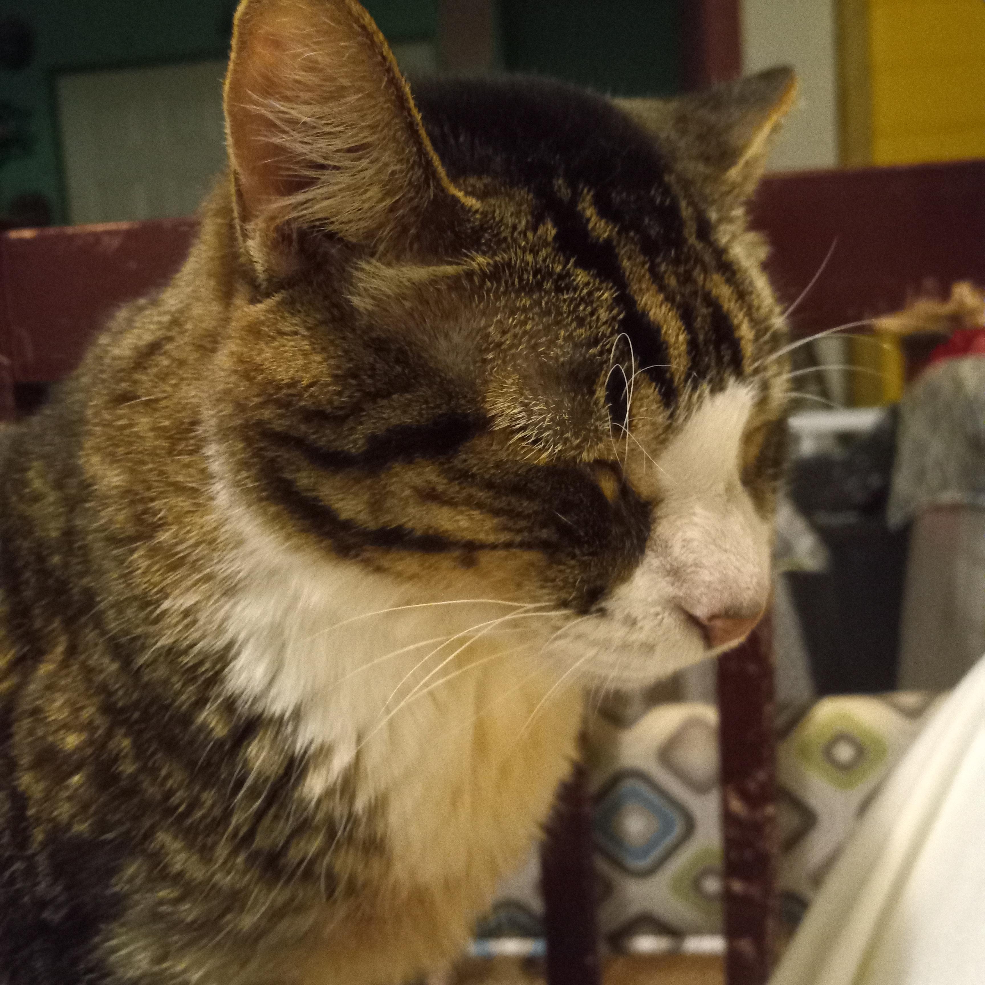 Stan Lee thumbnail 2