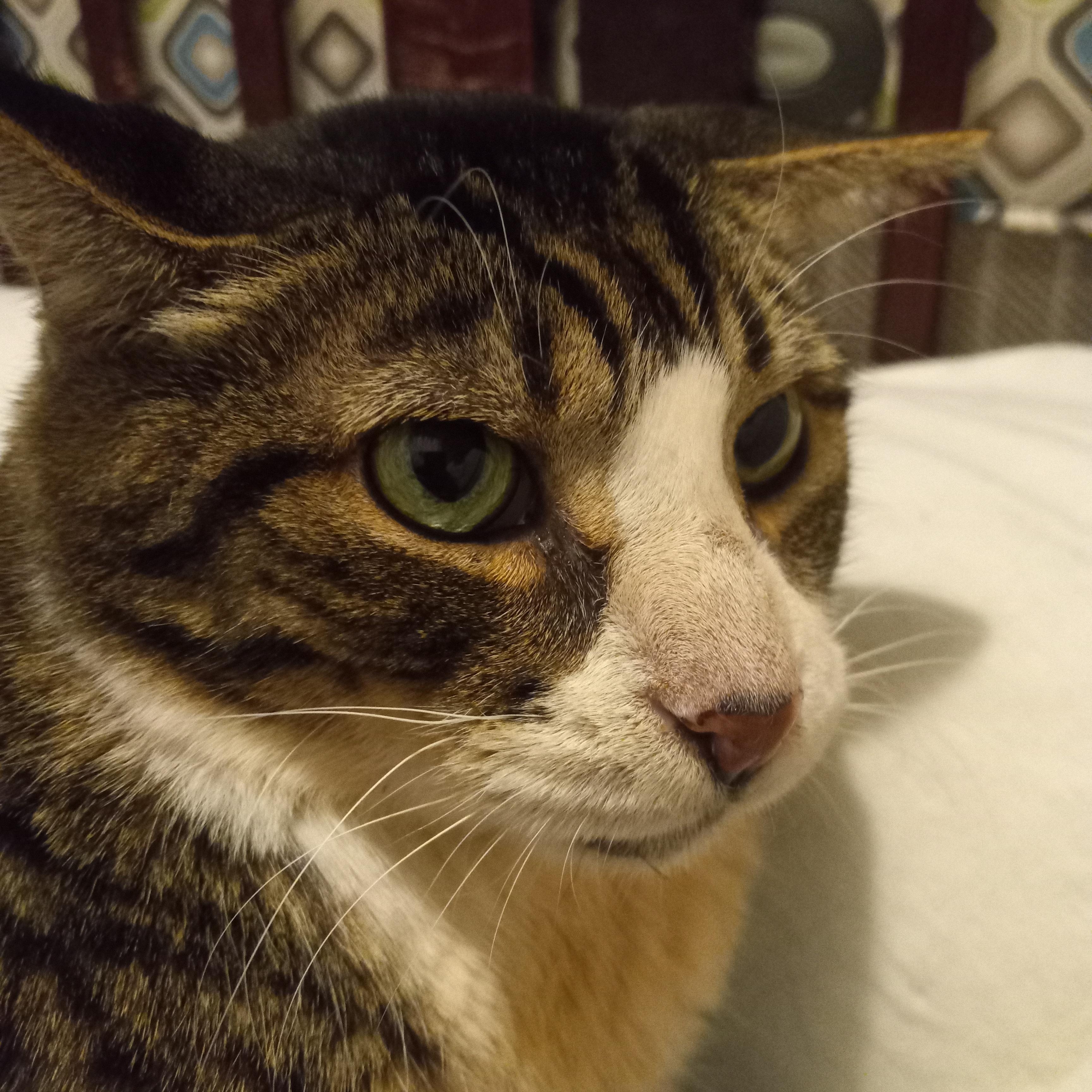 Stan Lee thumbnail 3