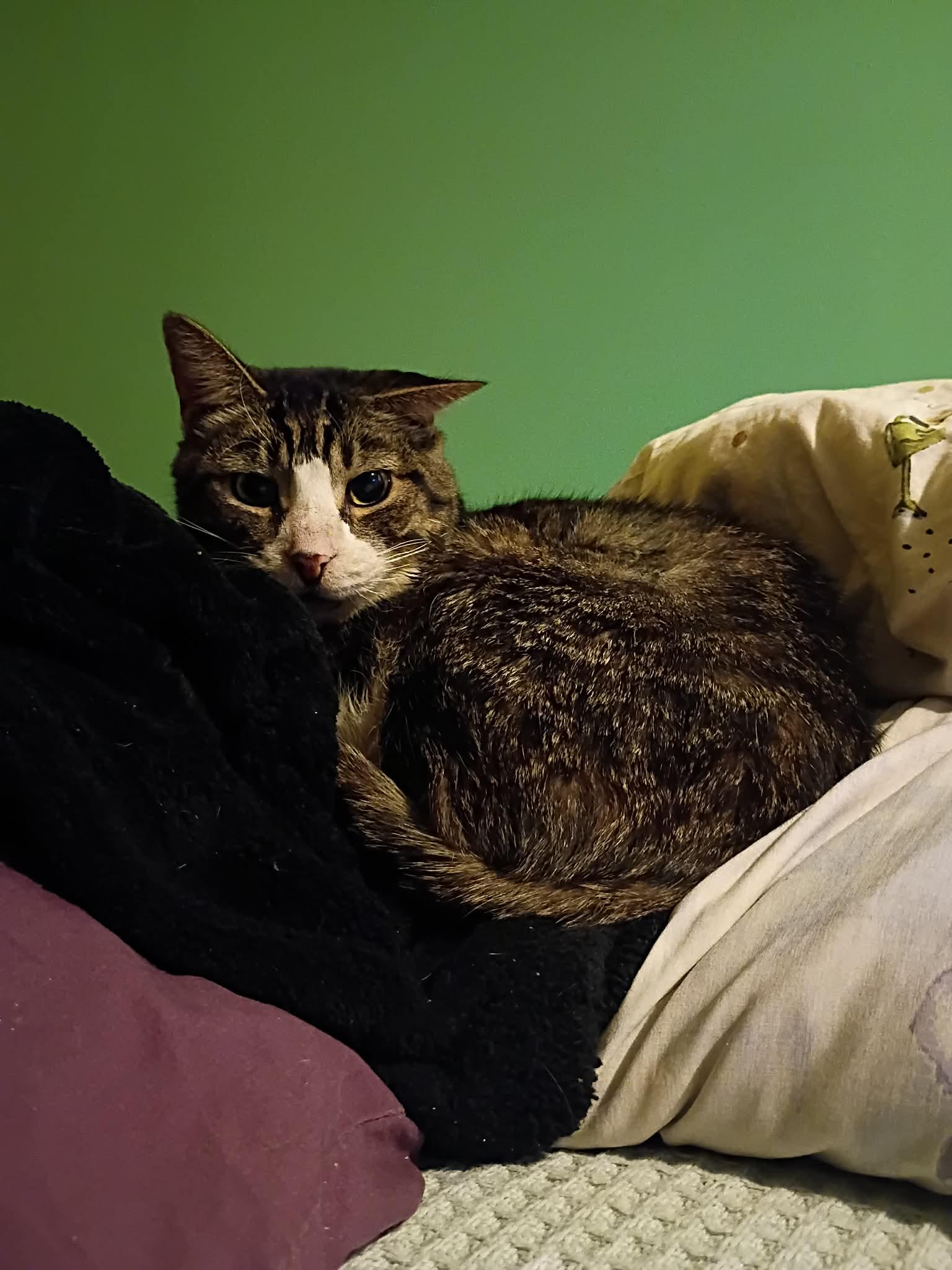 Stan Lee thumbnail 4