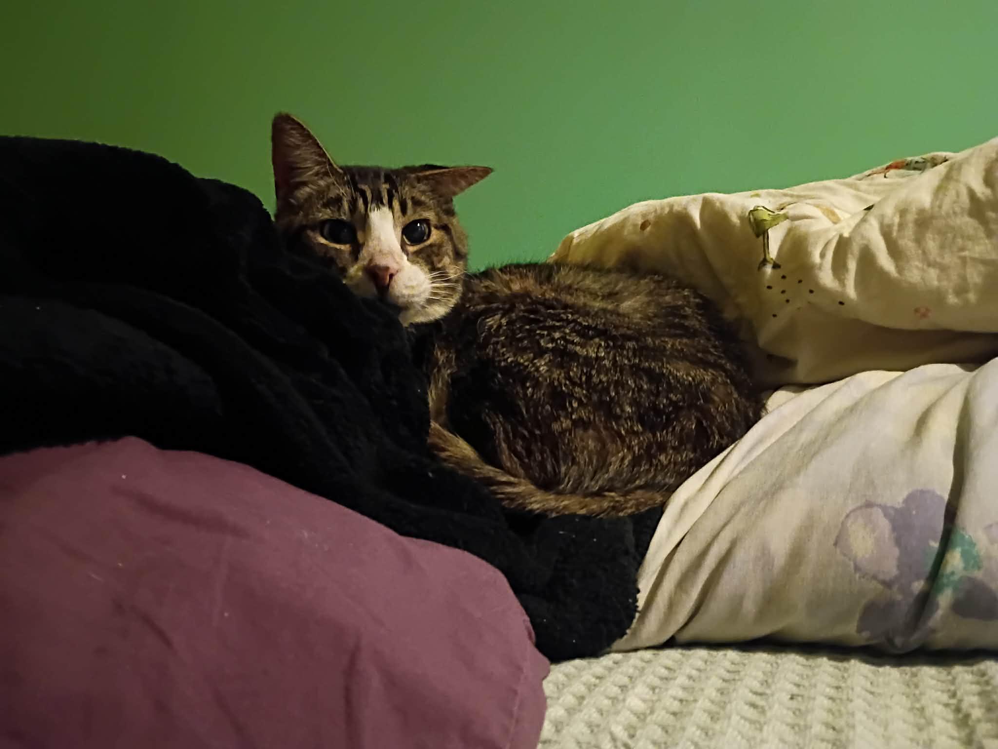 Stan Lee thumbnail 5