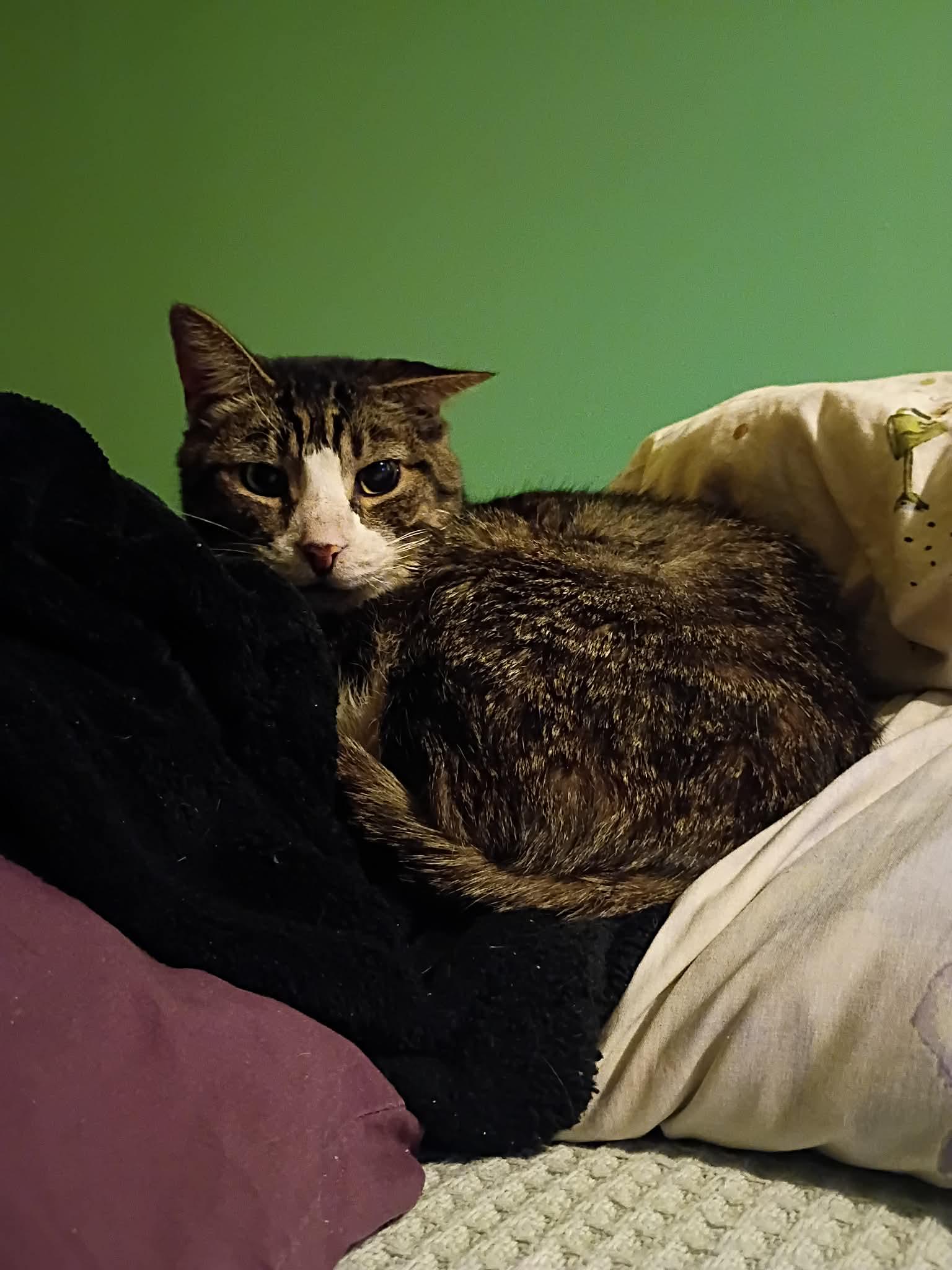 Stan Lee thumbnail 6