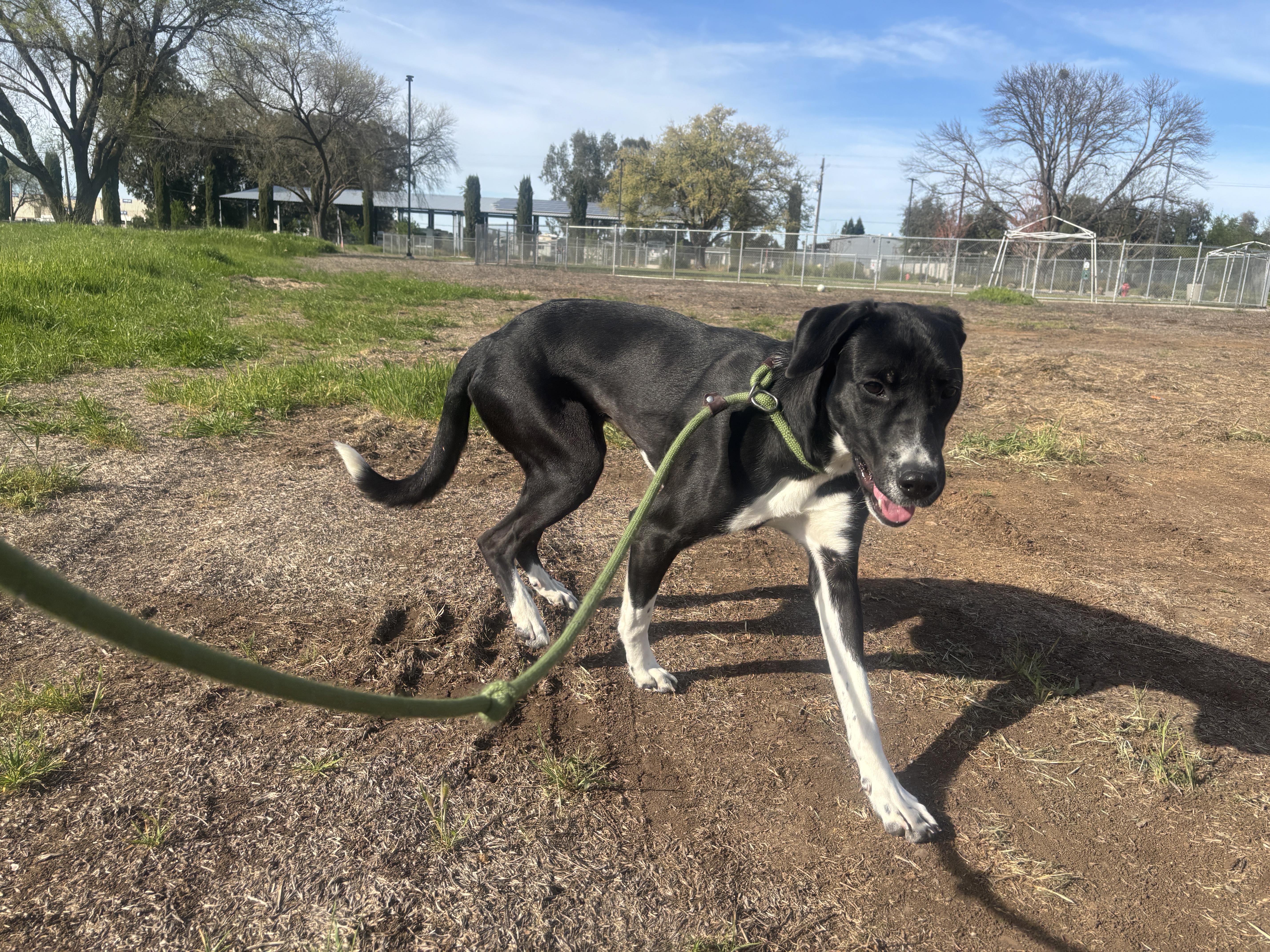 Enlarge Tinker, a Adoptable mixed breed in Chico, CA image 1/5