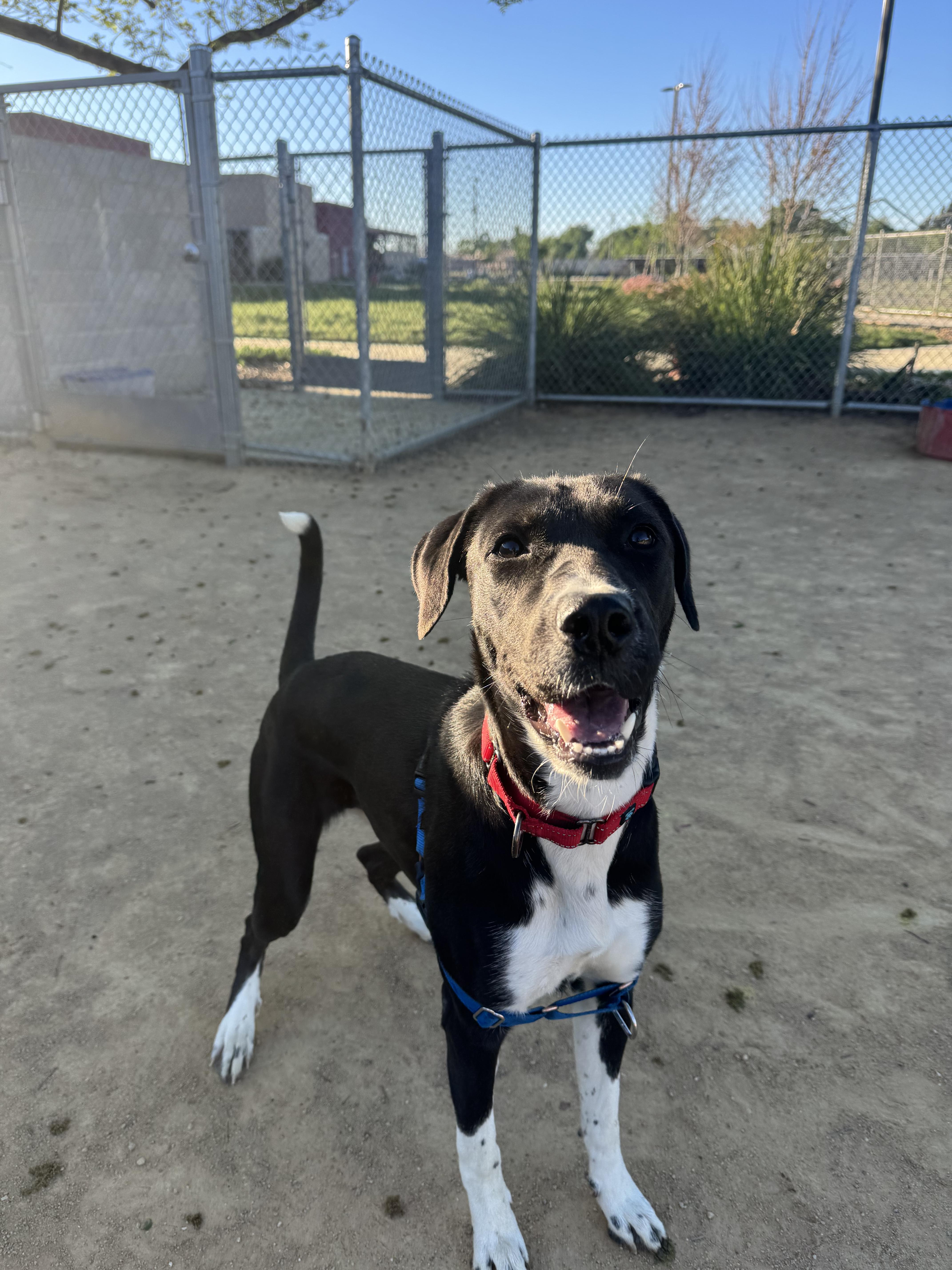 Enlarge Tinker, a Adoptable mixed breed in Chico, CA image 2/5