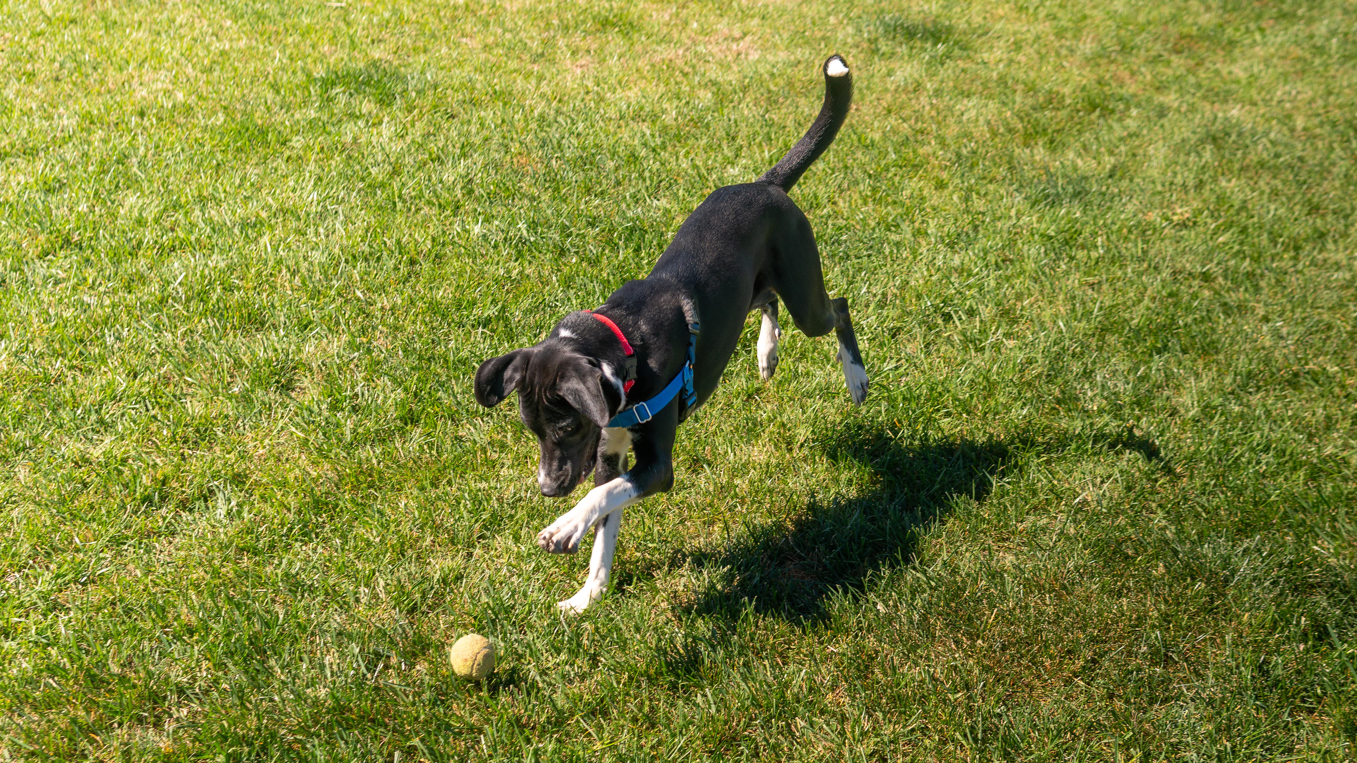 Enlarge Tinker, a Adoptable mixed breed in Chico, CA image 3/6