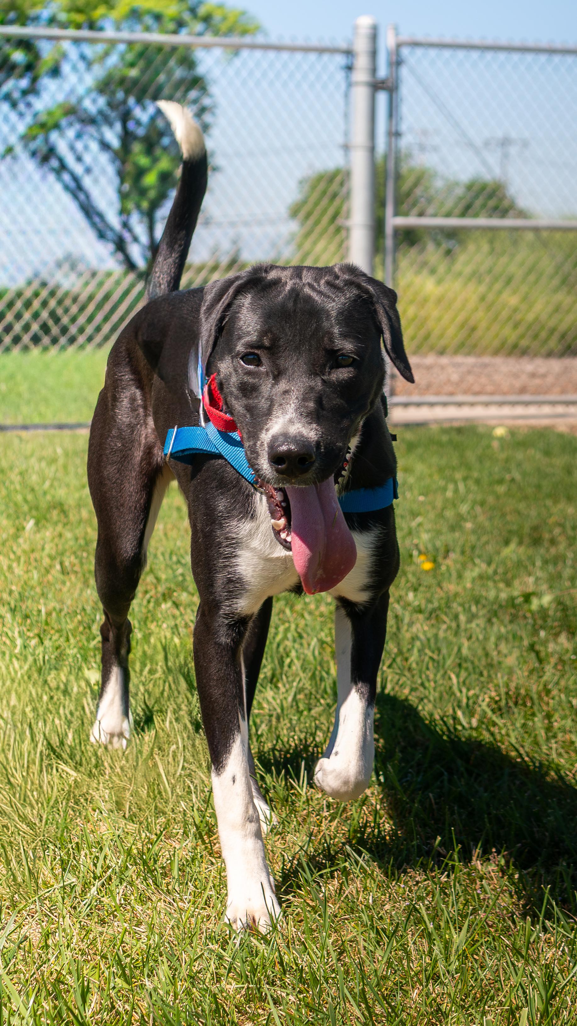 Enlarge Tinker, a Adoptable mixed breed in Chico, CA image 4/6