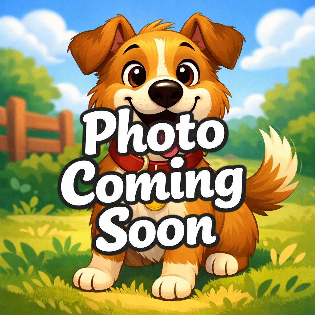 Enlarge Tinker, a Adoptable mixed breed in Chico, CA image 3/5