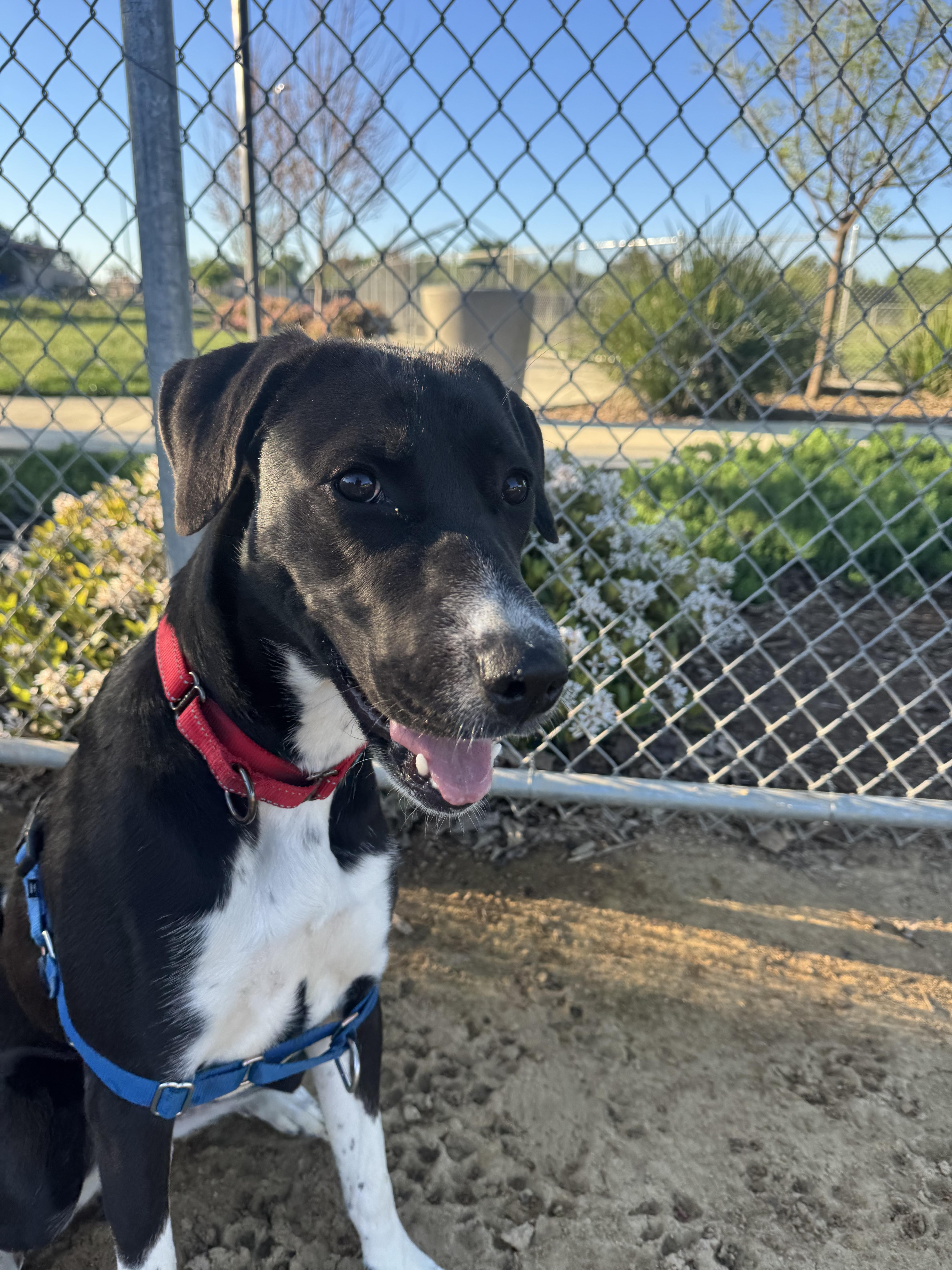 Enlarge Tinker, a Adoptable mixed breed in Chico, CA image 4/5