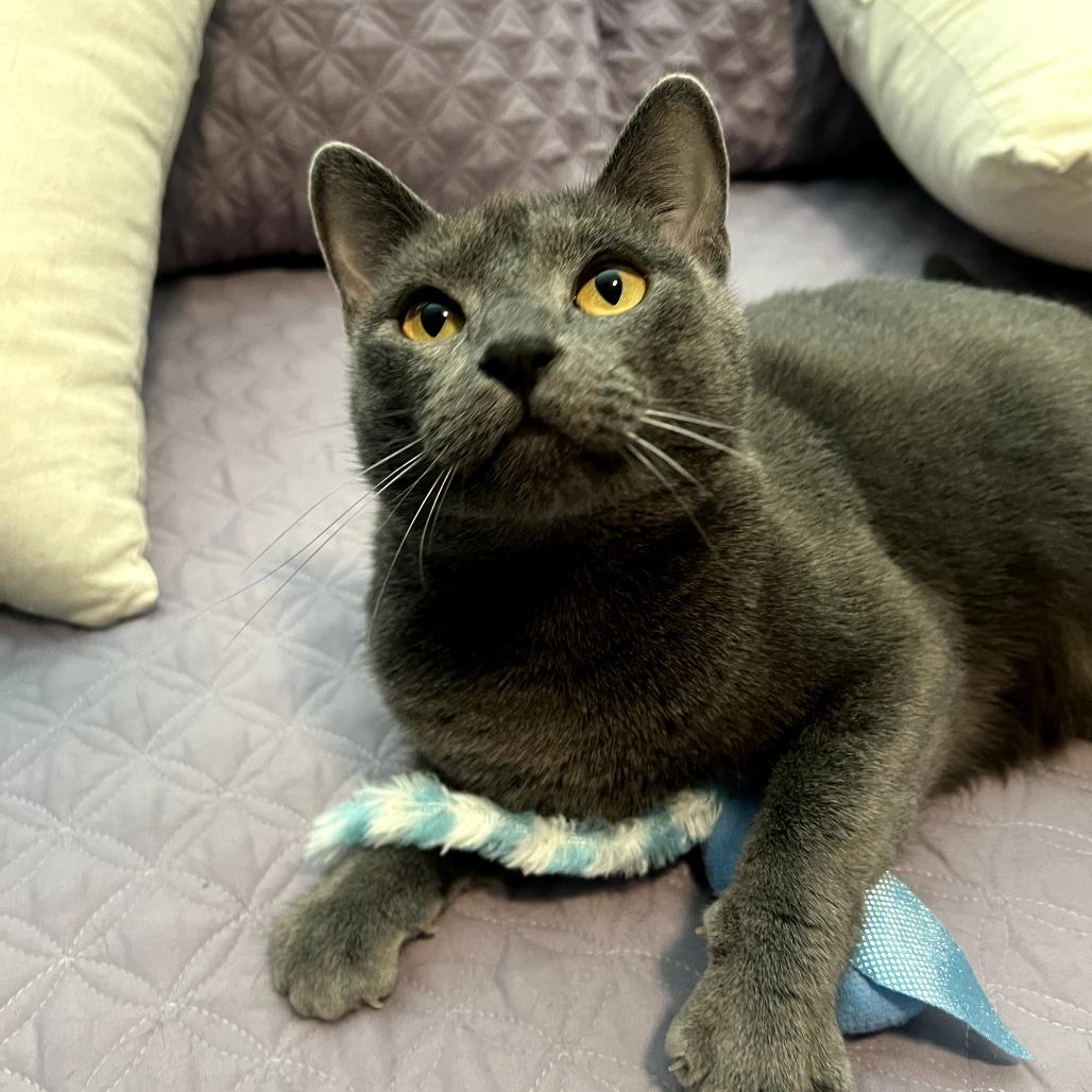 Luna — thumbnail 2