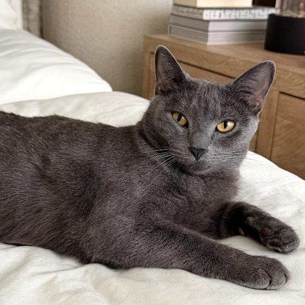 Luna — thumbnail 3