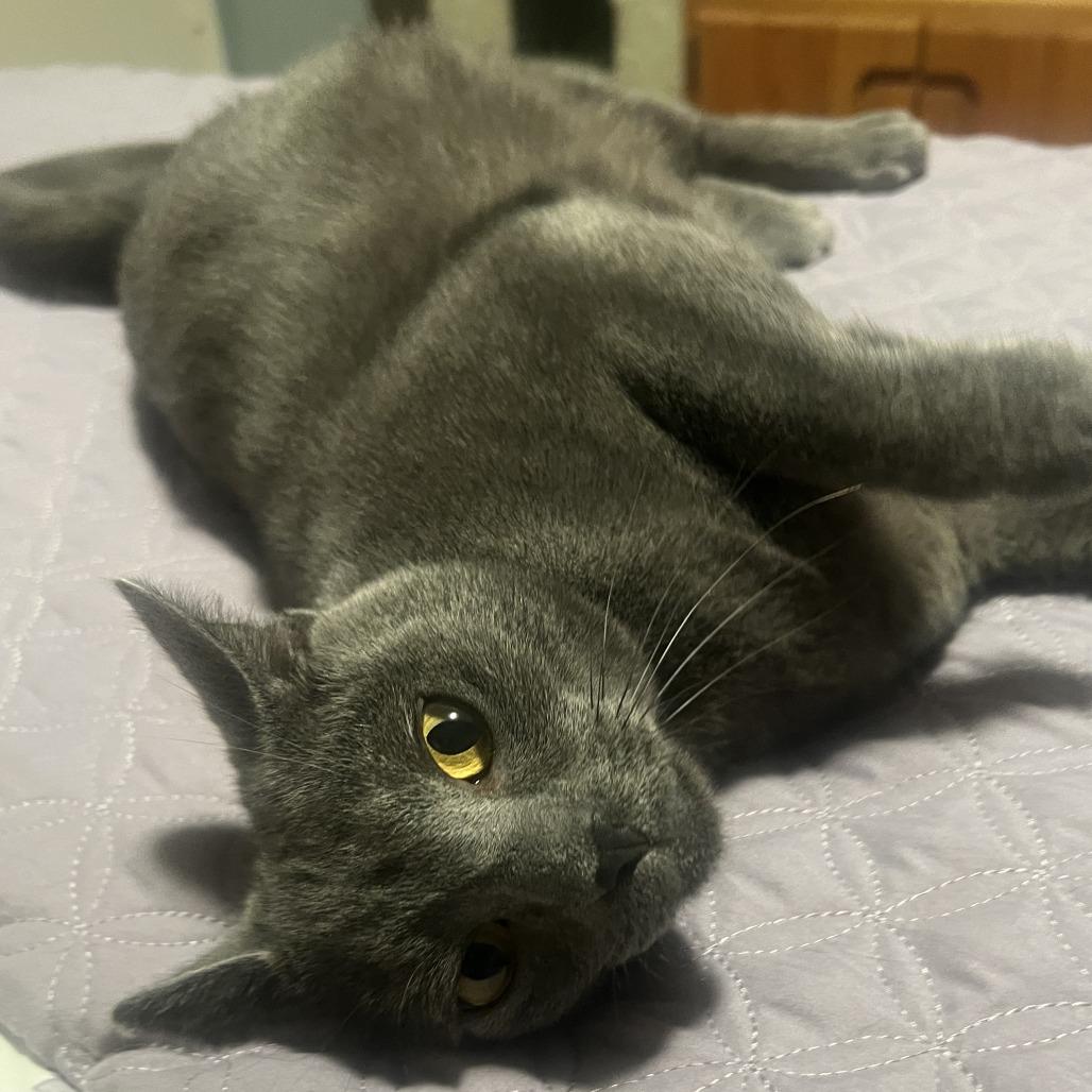 Luna — thumbnail 4