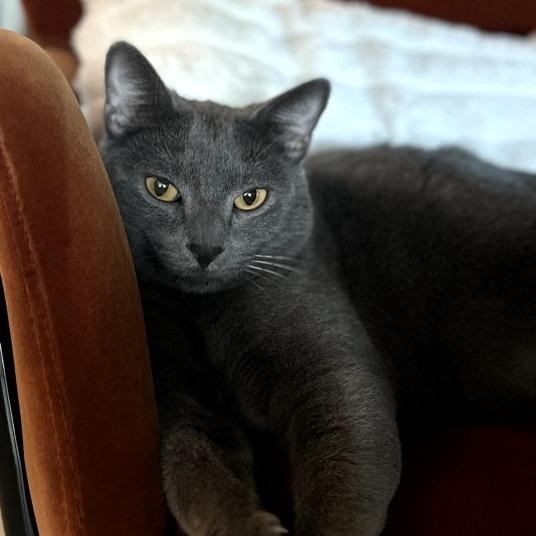 Luna — thumbnail 5