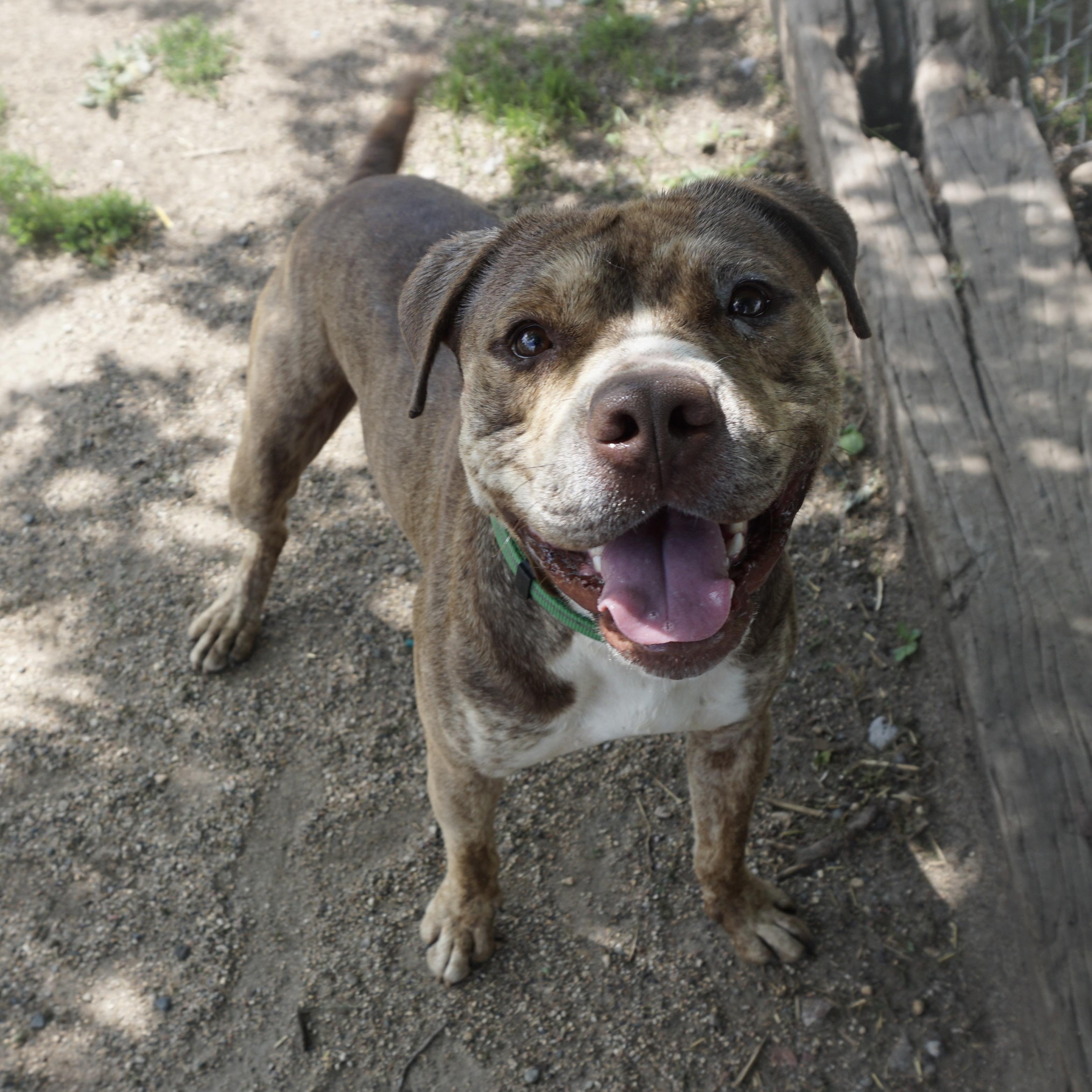 Captain, a Adoptable mixed breed in Fairmont, MN image 4/6