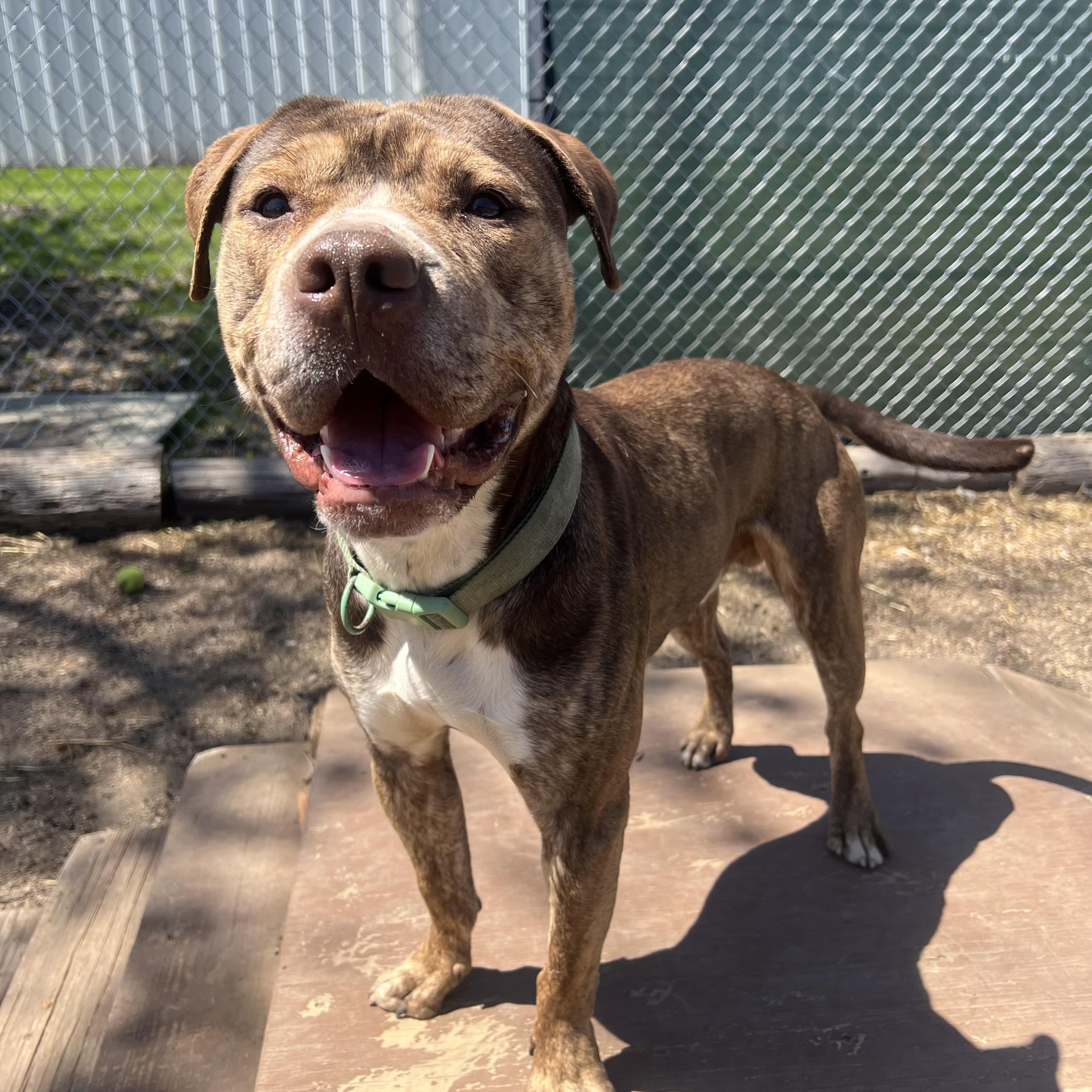 Captain, a Adoptable mixed breed in Fairmont, MN image 2/6