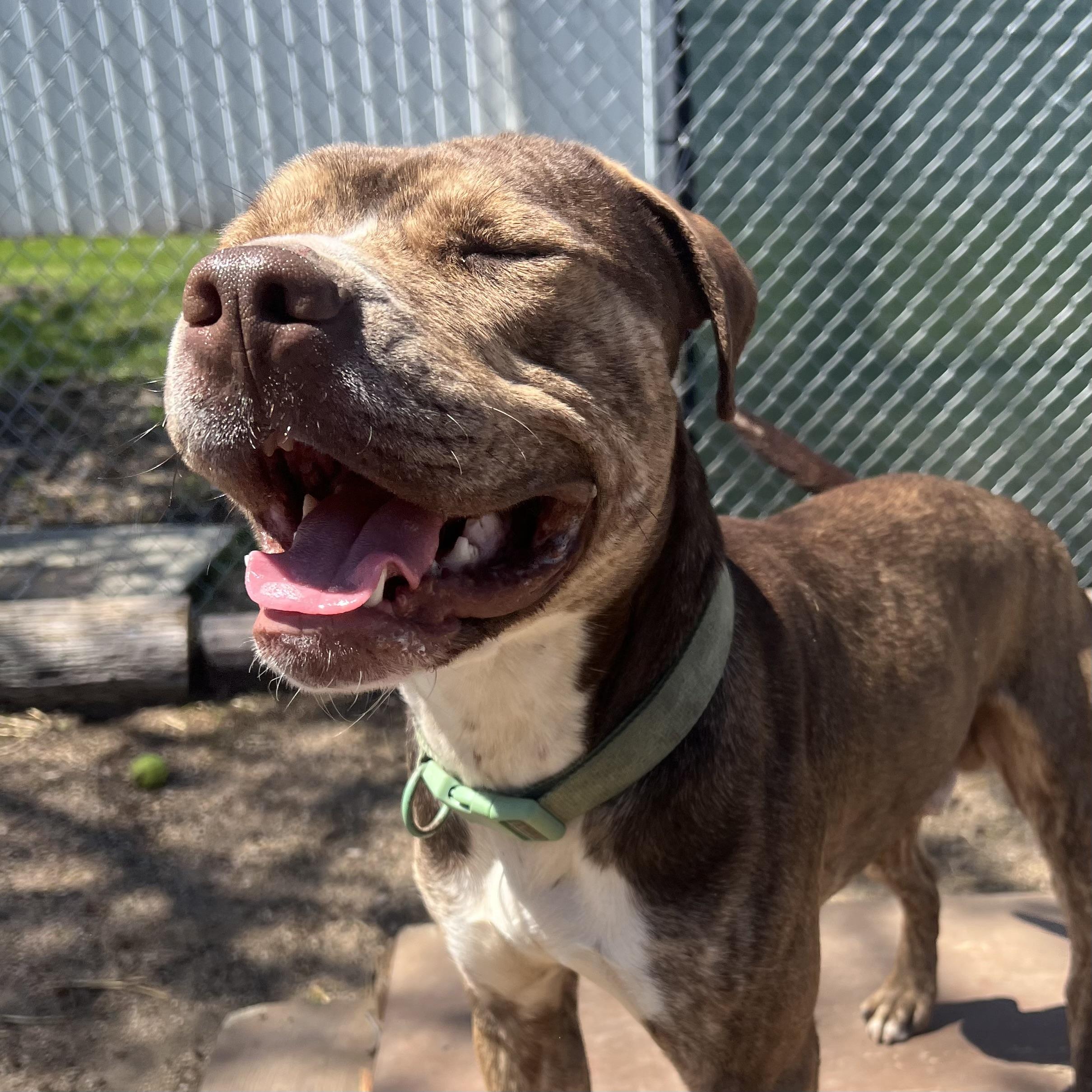 Captain, a Adoptable mixed breed in Fairmont, MN image 6/6