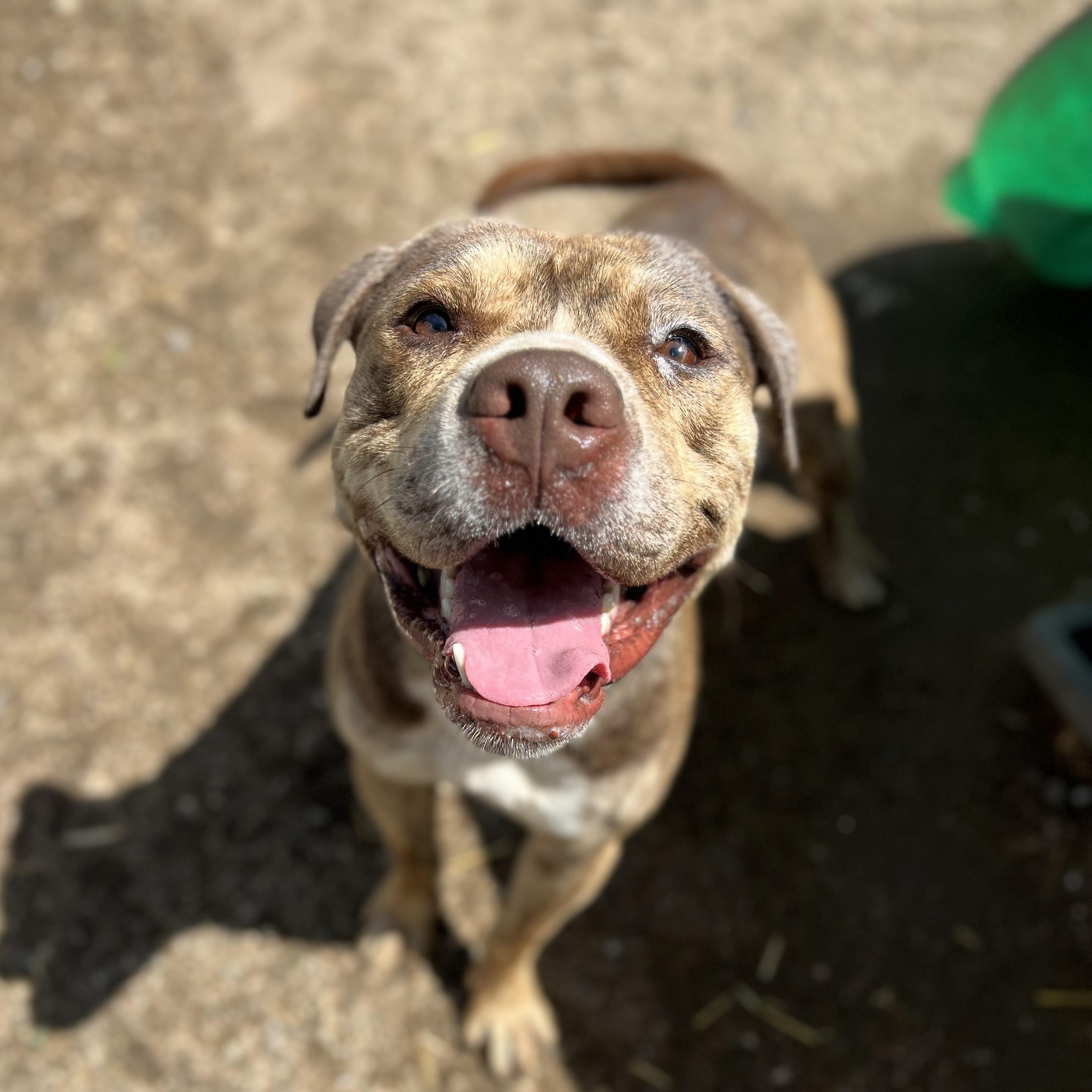 Captain, a Adoptable mixed breed in Fairmont, MN image 5/6