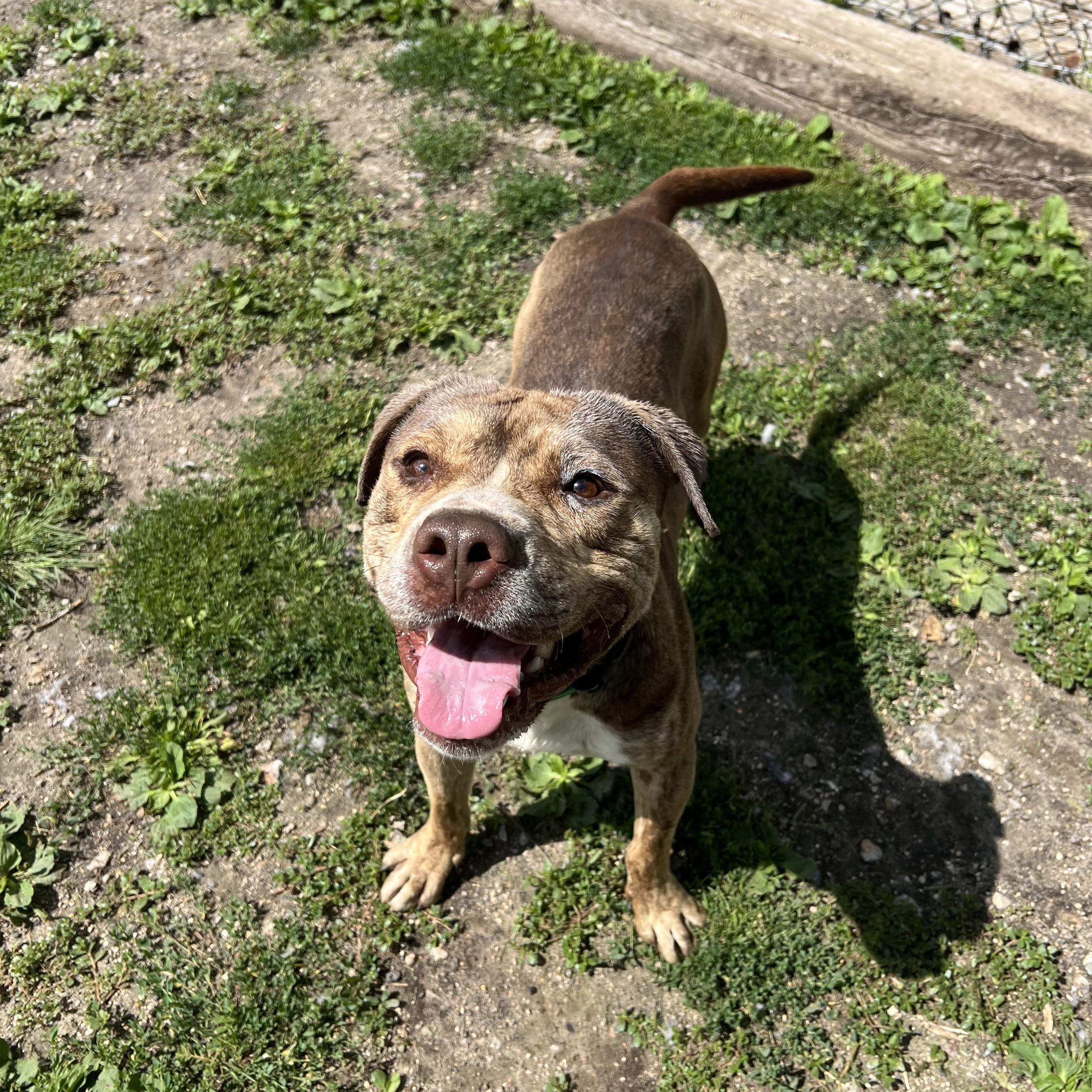 Captain, a Adoptable mixed breed in Fairmont, MN image 3/6