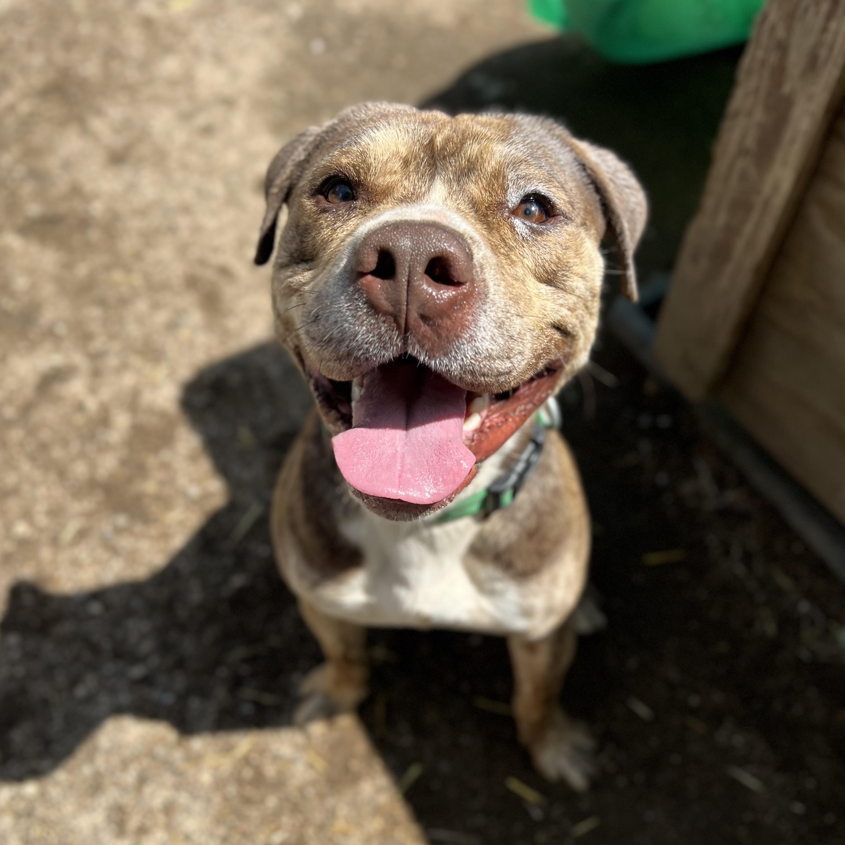 Captain, a Adoptable mixed breed in Fairmont, MN image 1/6