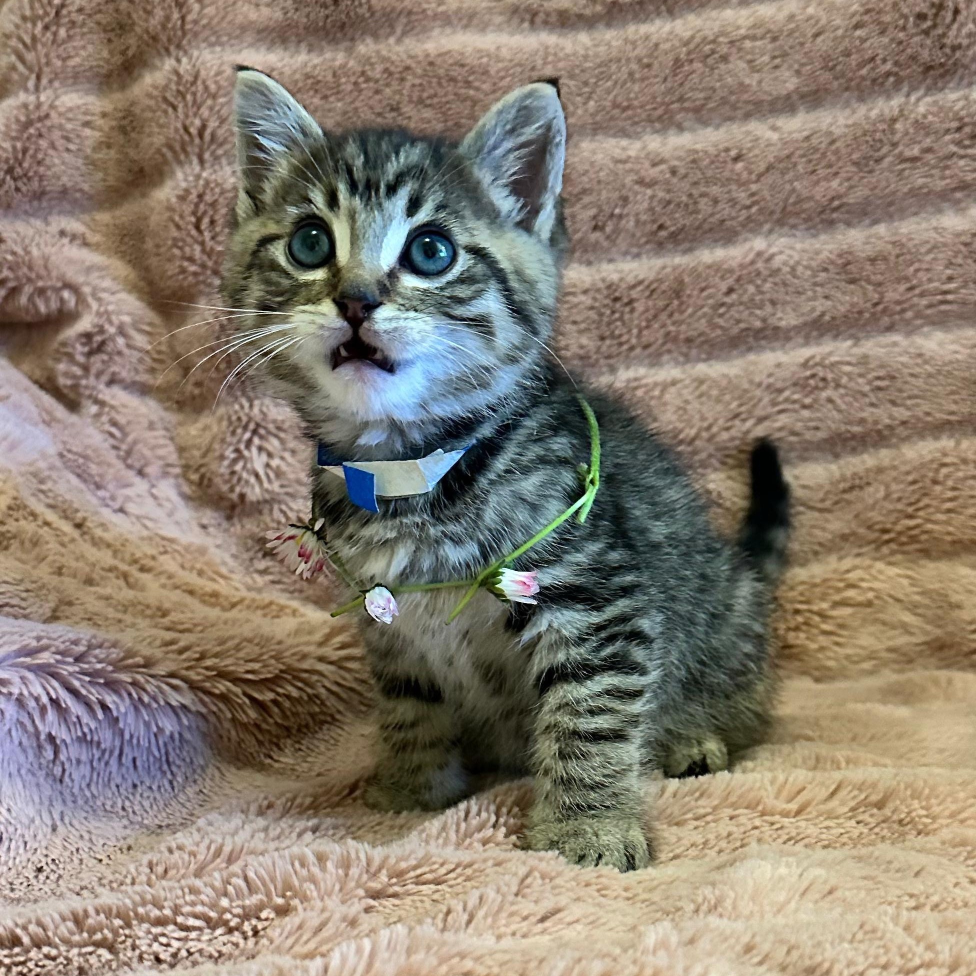 Dazzle Litter, an adopted Tabby in Friday Harbor, WA image 5/5