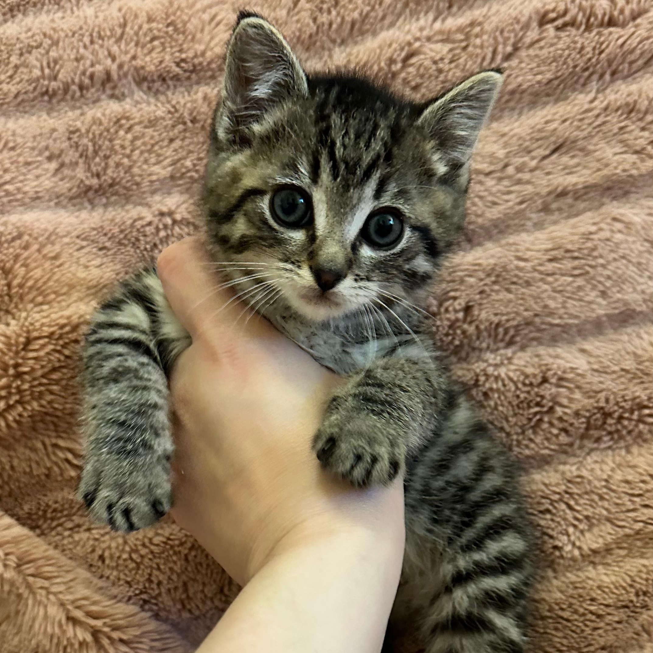 Dazzle Litter, an adopted Tabby in Friday Harbor, WA image 3/5