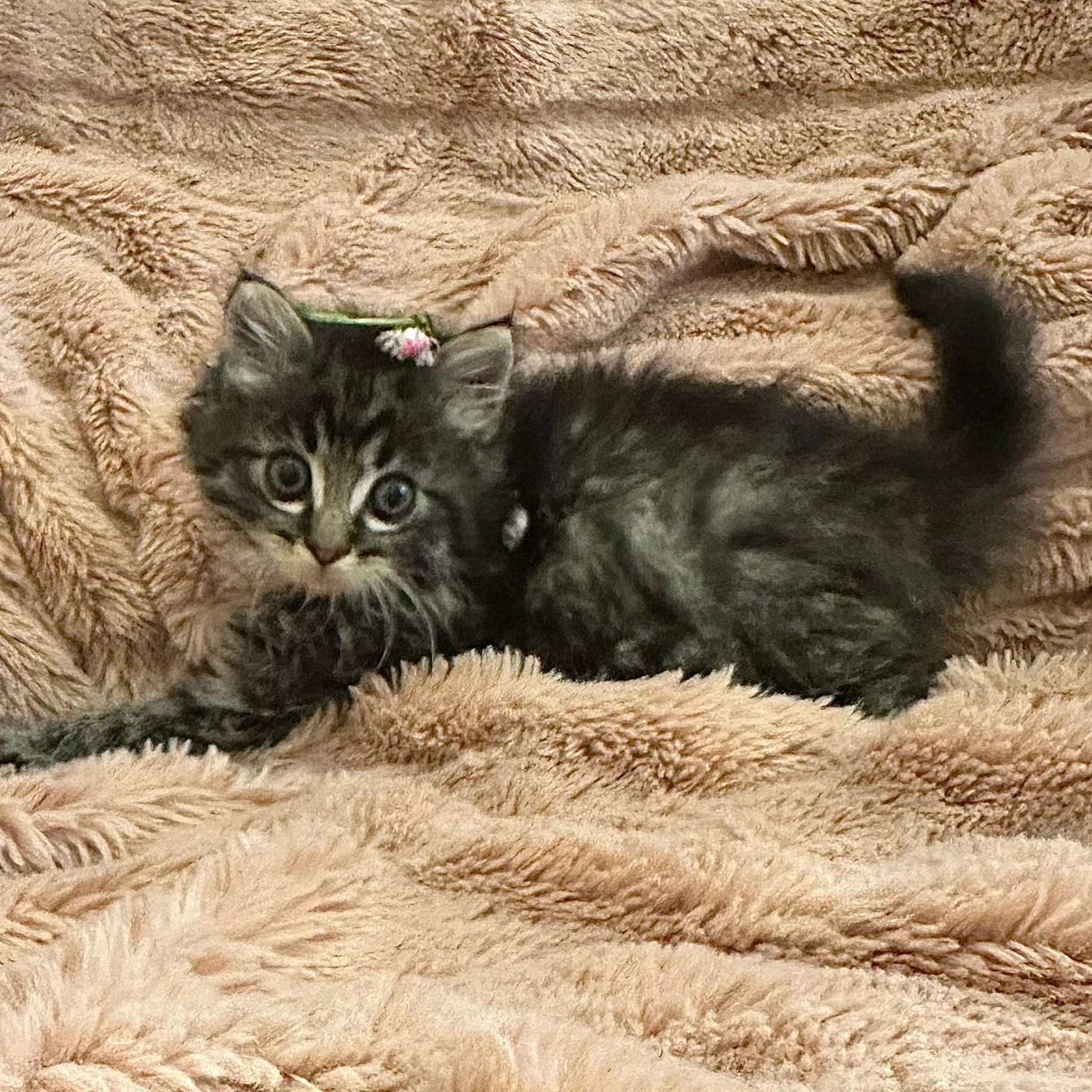 Dazzle Litter, an adopted Tabby in Friday Harbor, WA image 2/5