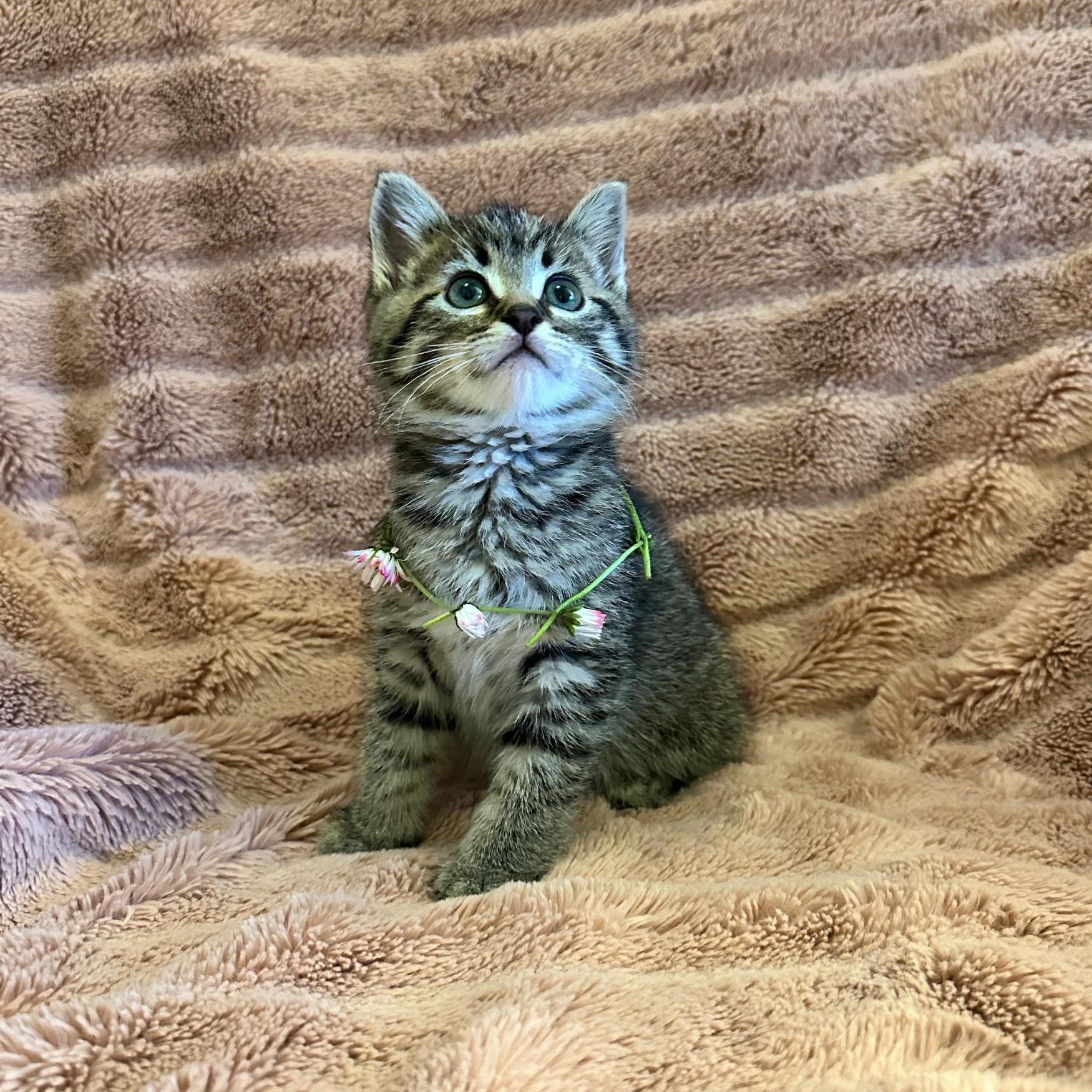 Dazzle Litter, adopted, Kitten Male Tabby.