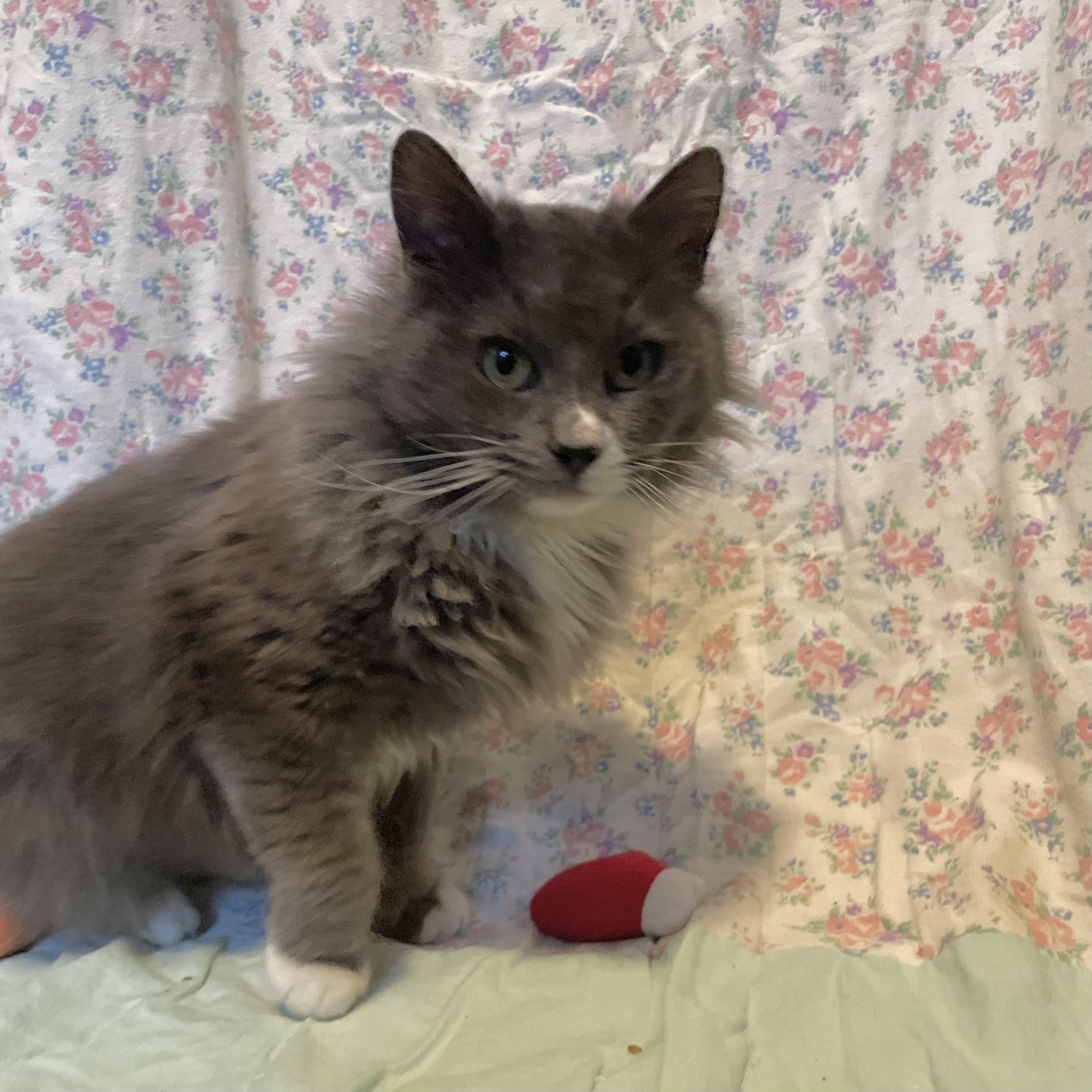 Fuzzy, a Adoptable Domestic Short Hair in Puyallup, WA image 1/6