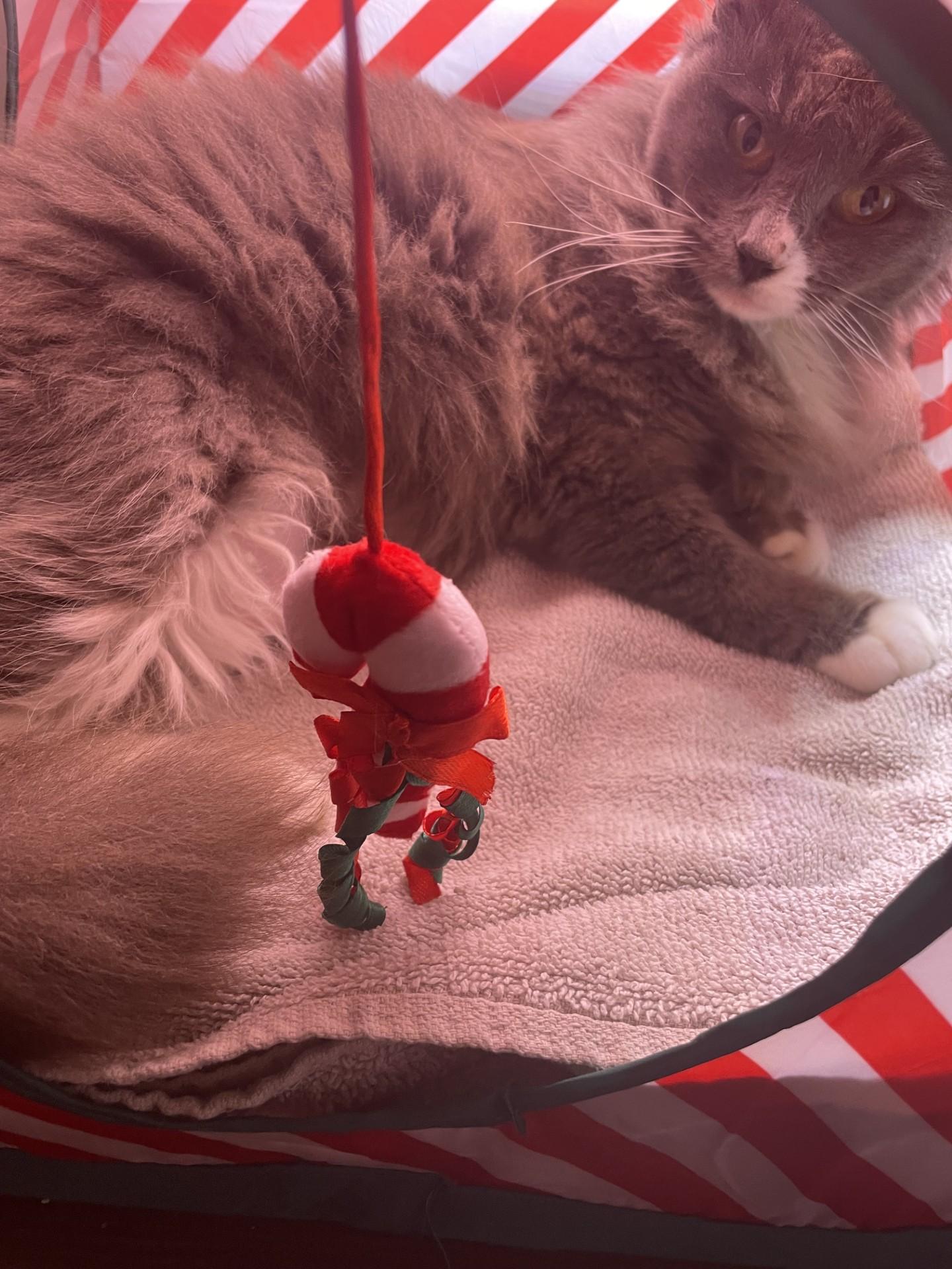 Fuzzy, a Adoptable Domestic Short Hair in Puyallup, WA image 6/6