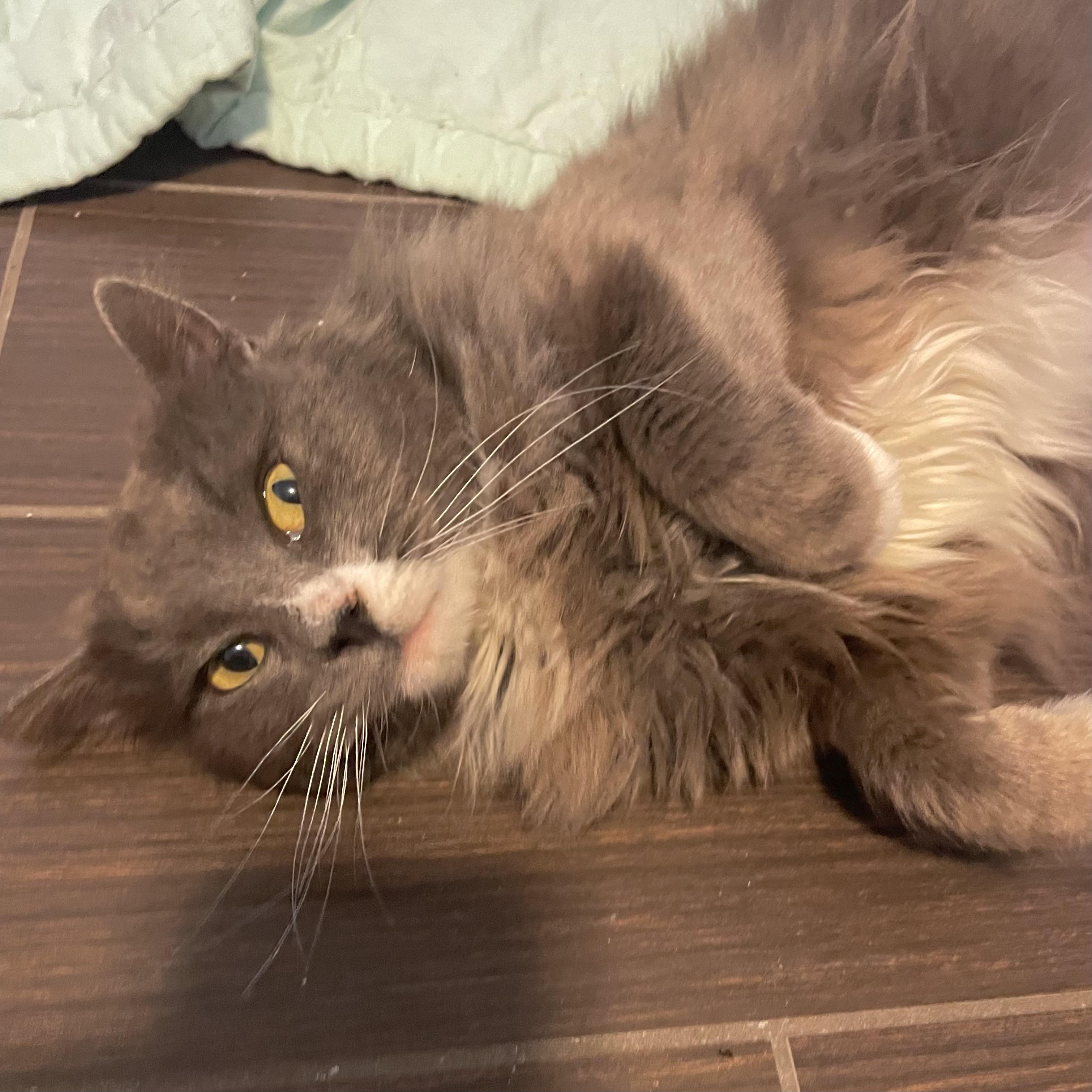 Fuzzy, a Adoptable Domestic Short Hair in Puyallup, WA image 3/6