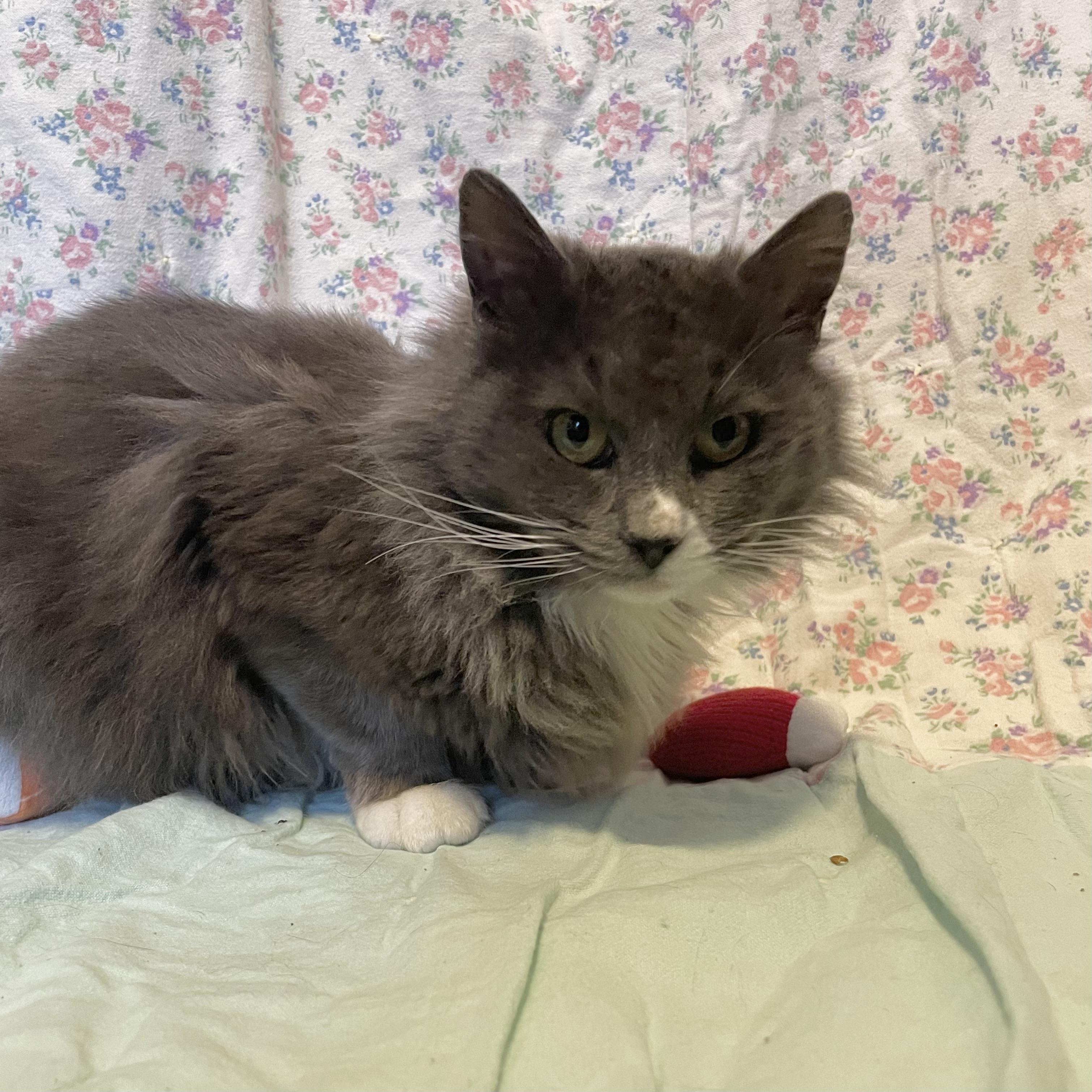 Fuzzy, a Adoptable Domestic Short Hair in Puyallup, WA image 2/6