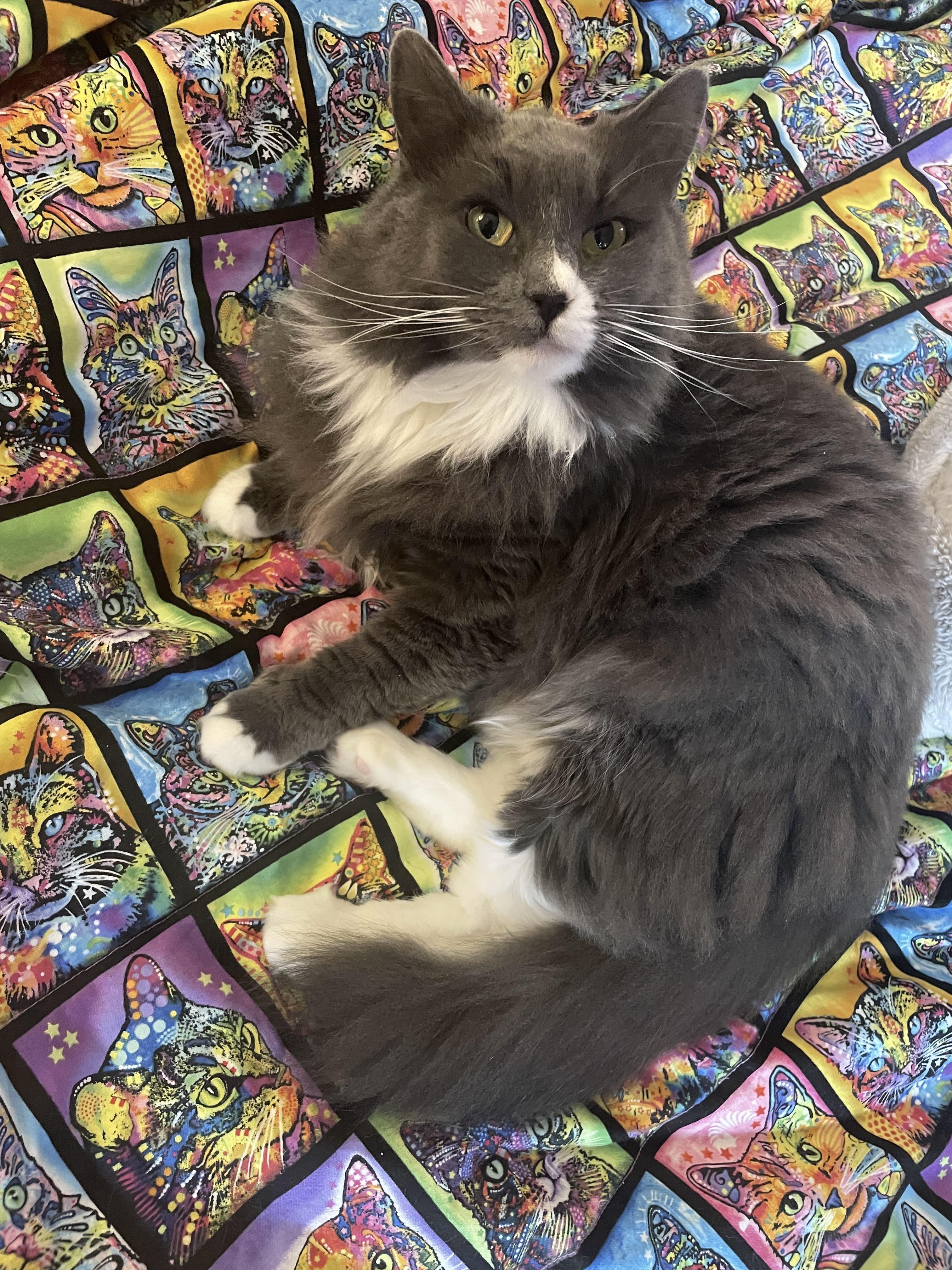 Enlarge Fuzzy, an adopted Domestic Short Hair in Puyallup, WA image 1/6